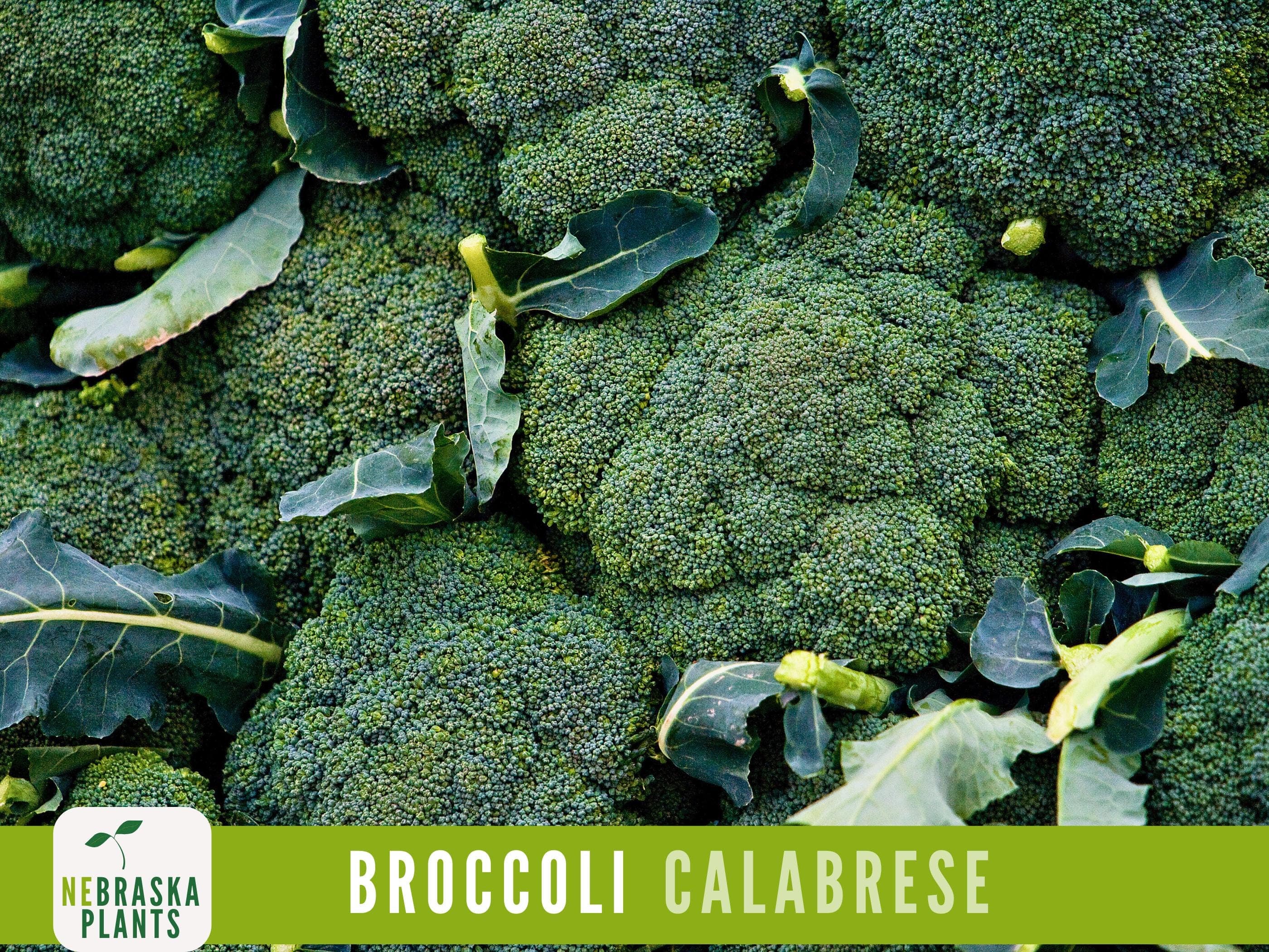 Broccoli Seeds - Calbrese Heirloom Broccoli Seeds - image 4