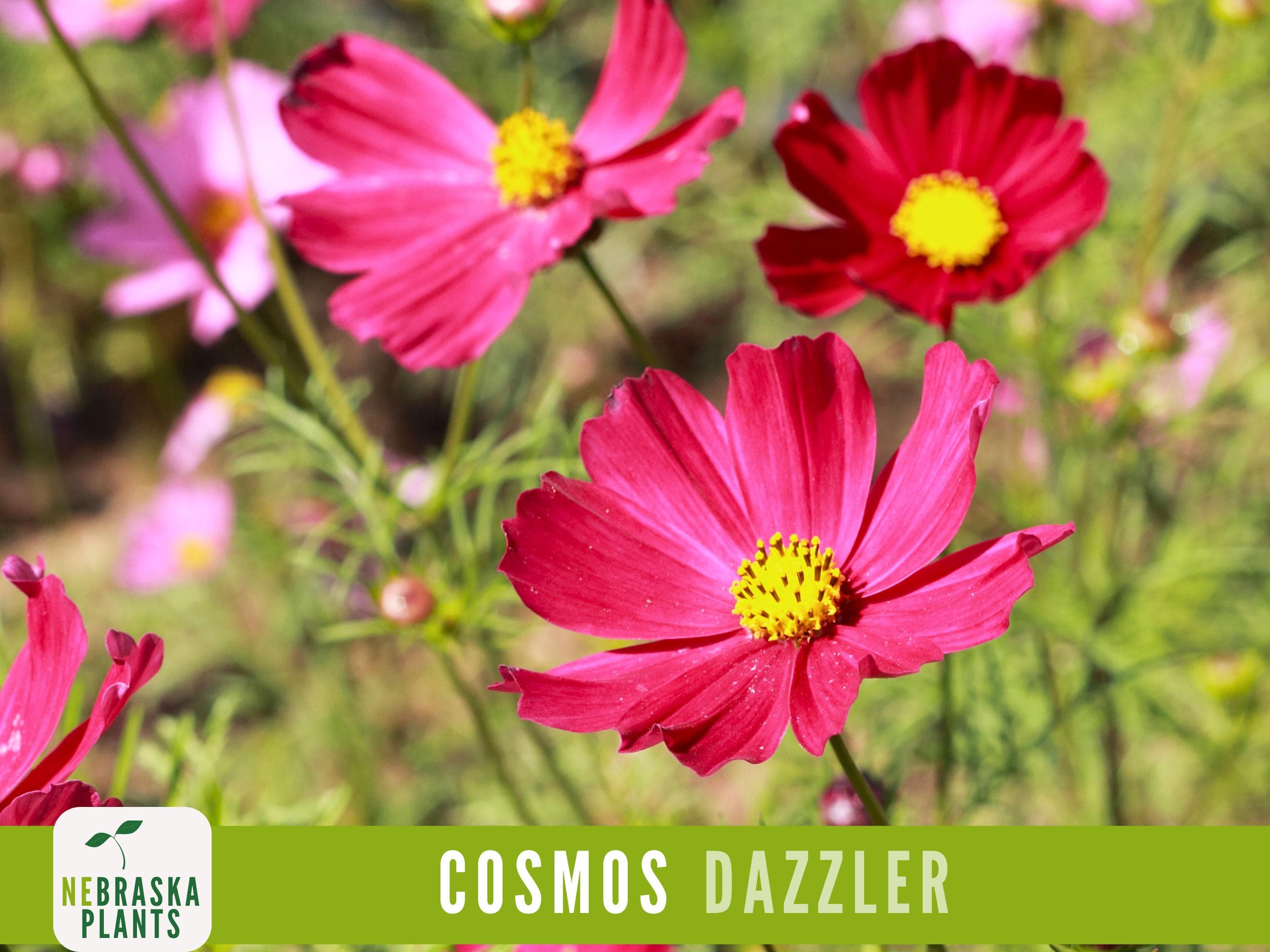 A garden filled with tall, vibrant Dazzler Cosmos flowers in full bloom.