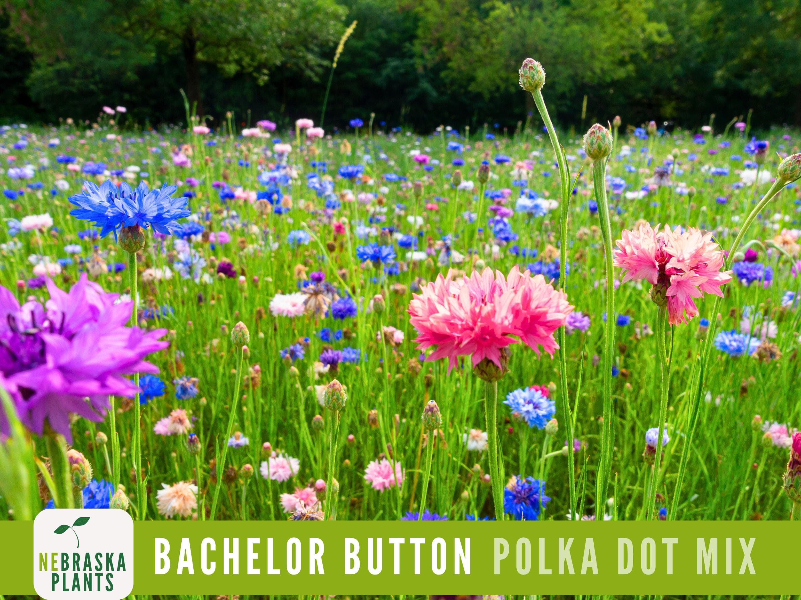 Polka Dot Bachelor Button Heirloom Seeds - Add a Burst of Color to Your Garden!