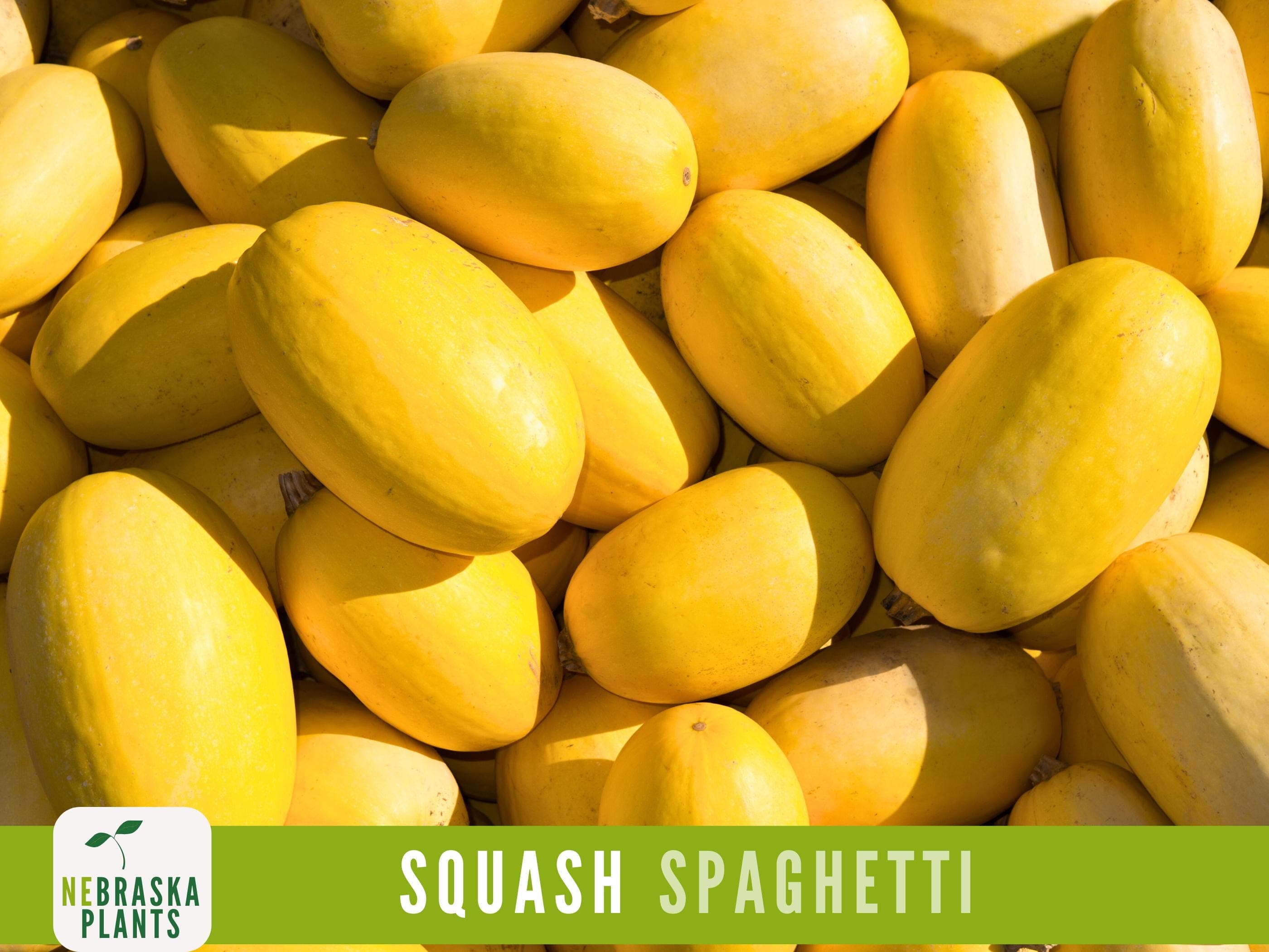 Spaghetti Squash Seeds - Winter Spaghetti Squash Heirloom Seeds - image 4