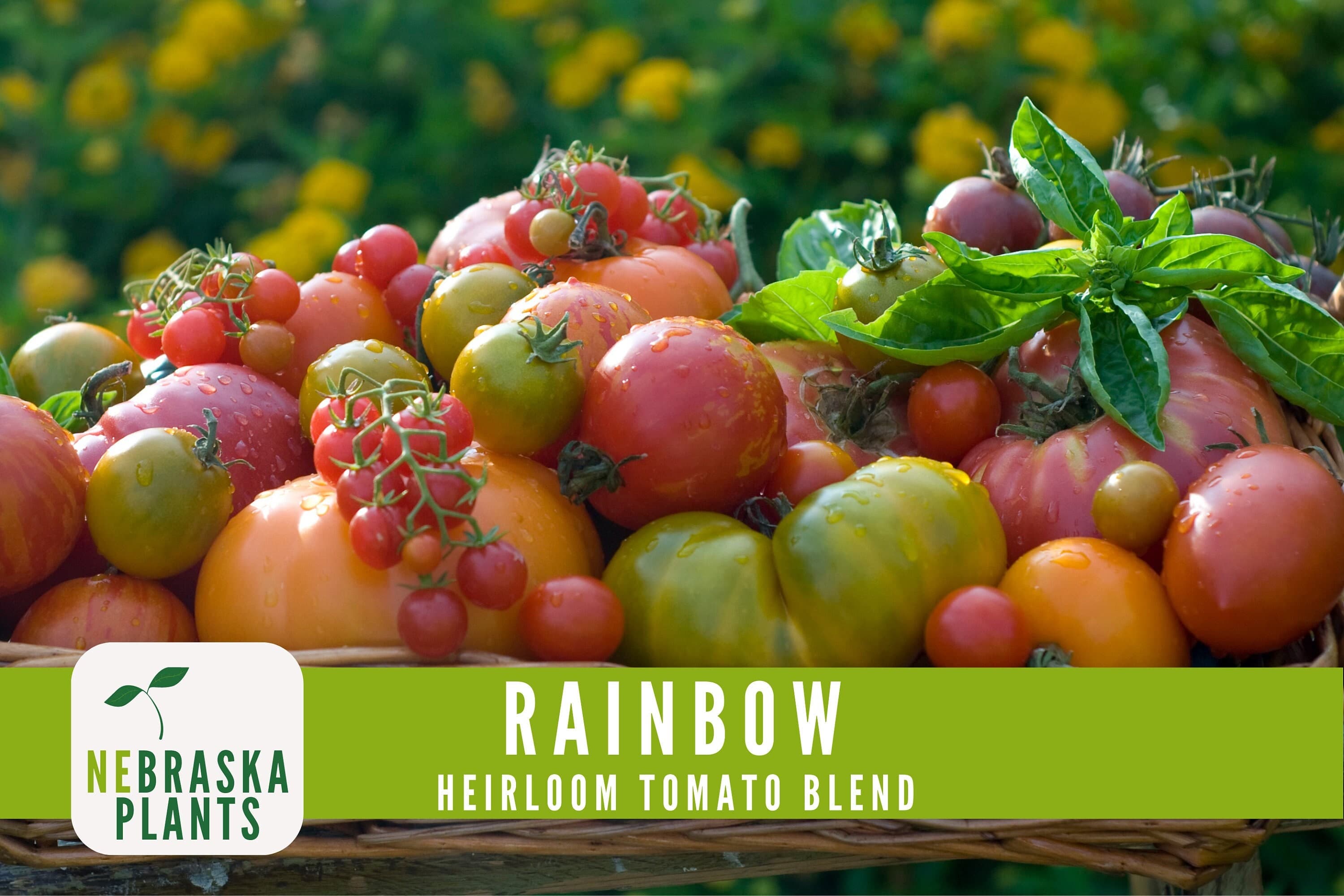 Rainbow Tomato Seeds -  Heirloom Rainbow Tomato Seed Mix - image 4