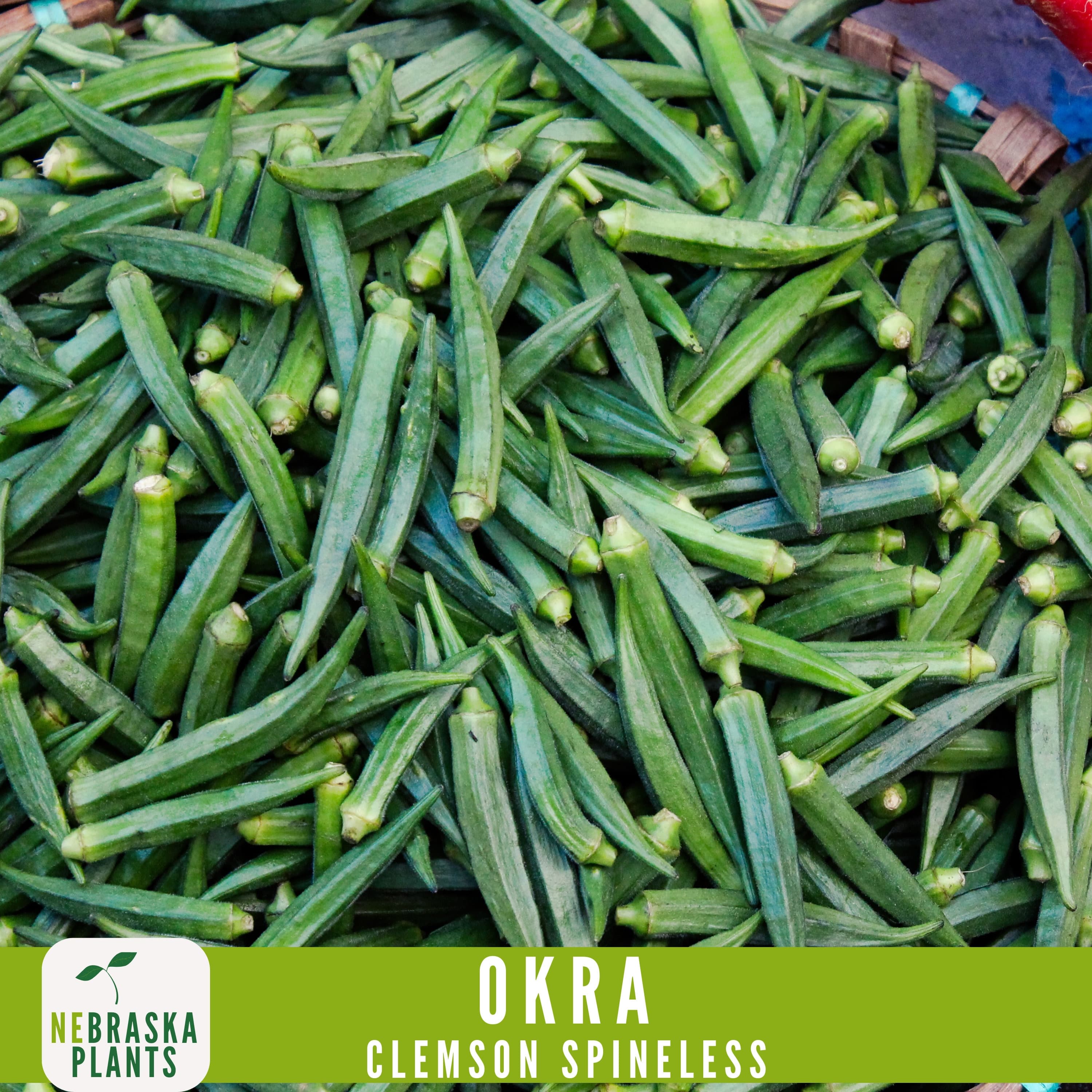 Clemson Spineless Okra Seeds - Grow an Heirloom Southern Delight in Your Home Garden! - image 5