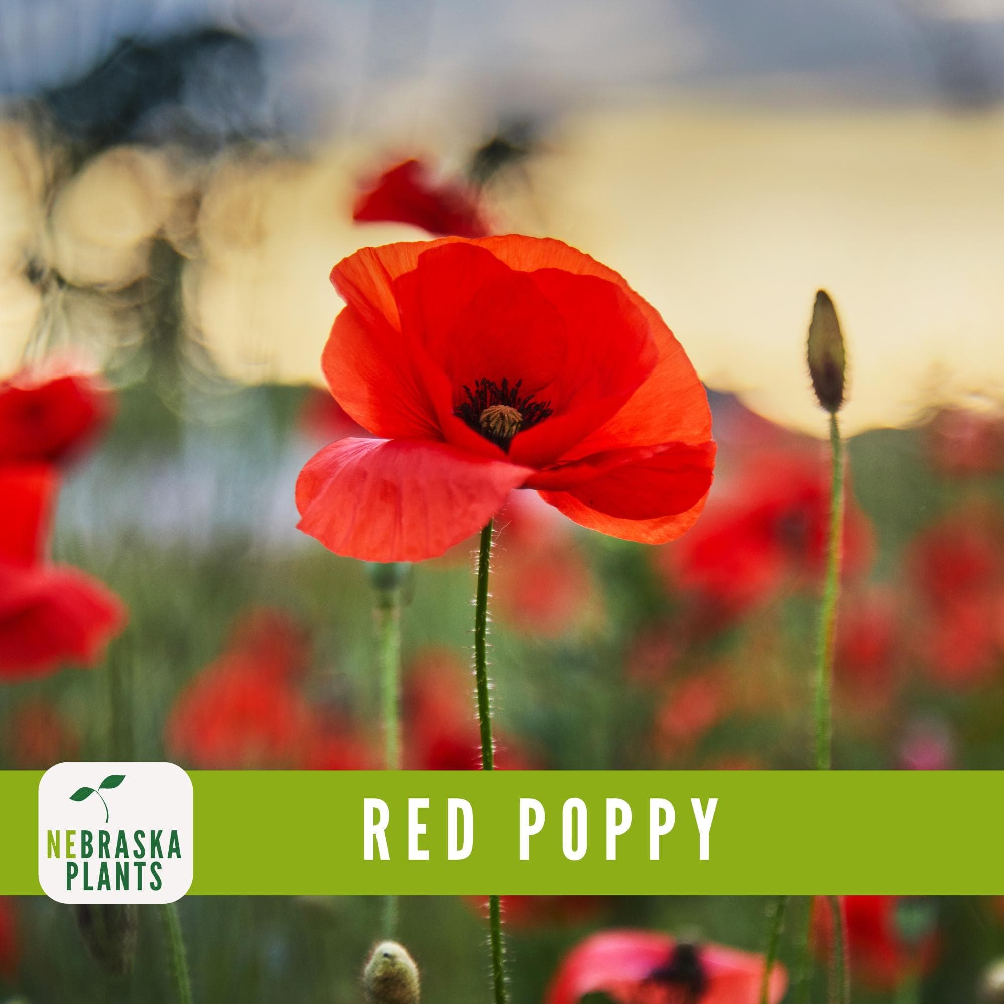 Non-GMO Red Poppy seeds for bold, beautiful flowers with delicate petals