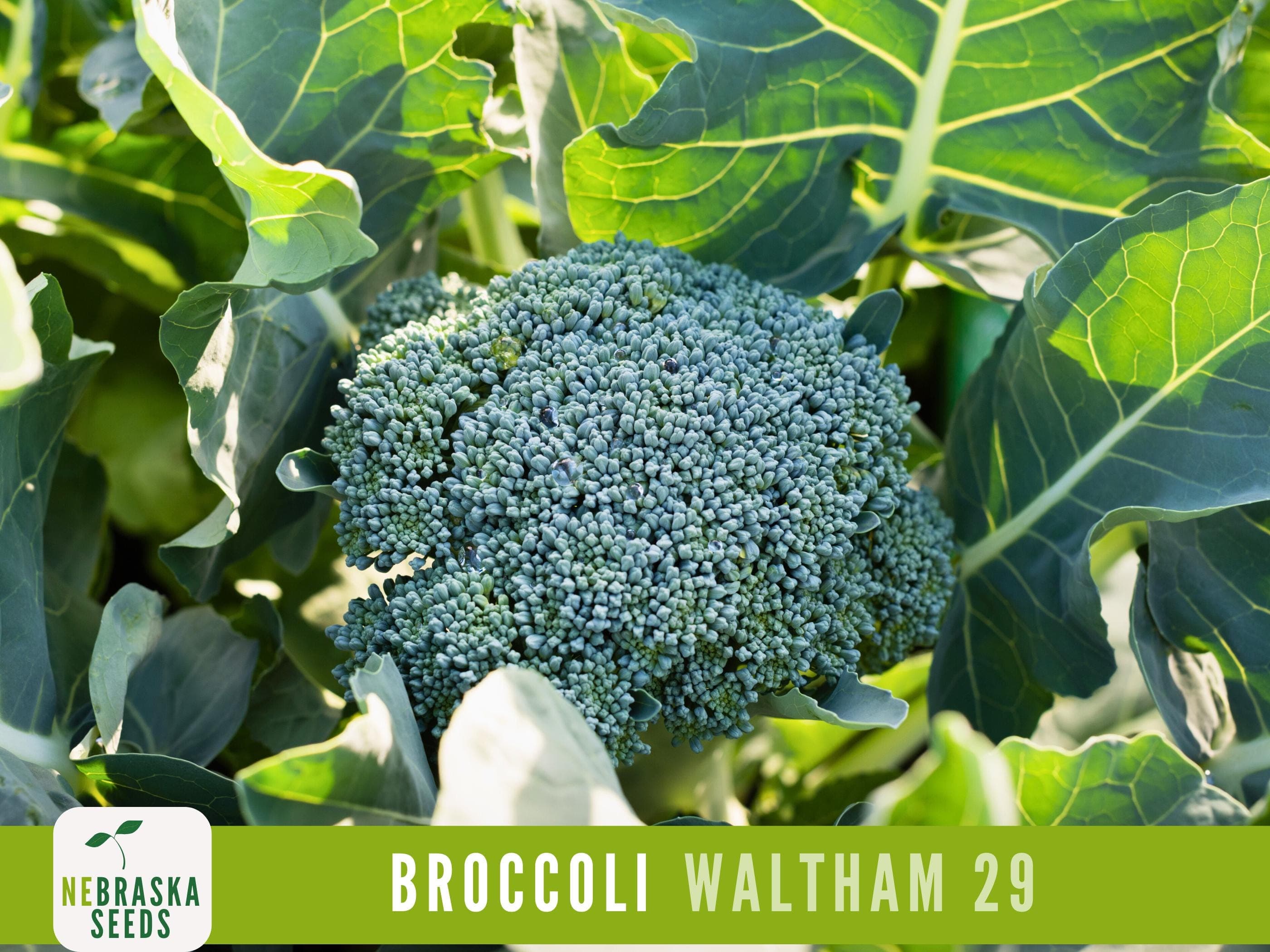 Waltham 29 Broccoli Seeds - Heirloom and Nutrient-Packed Garden Delight! - image 4