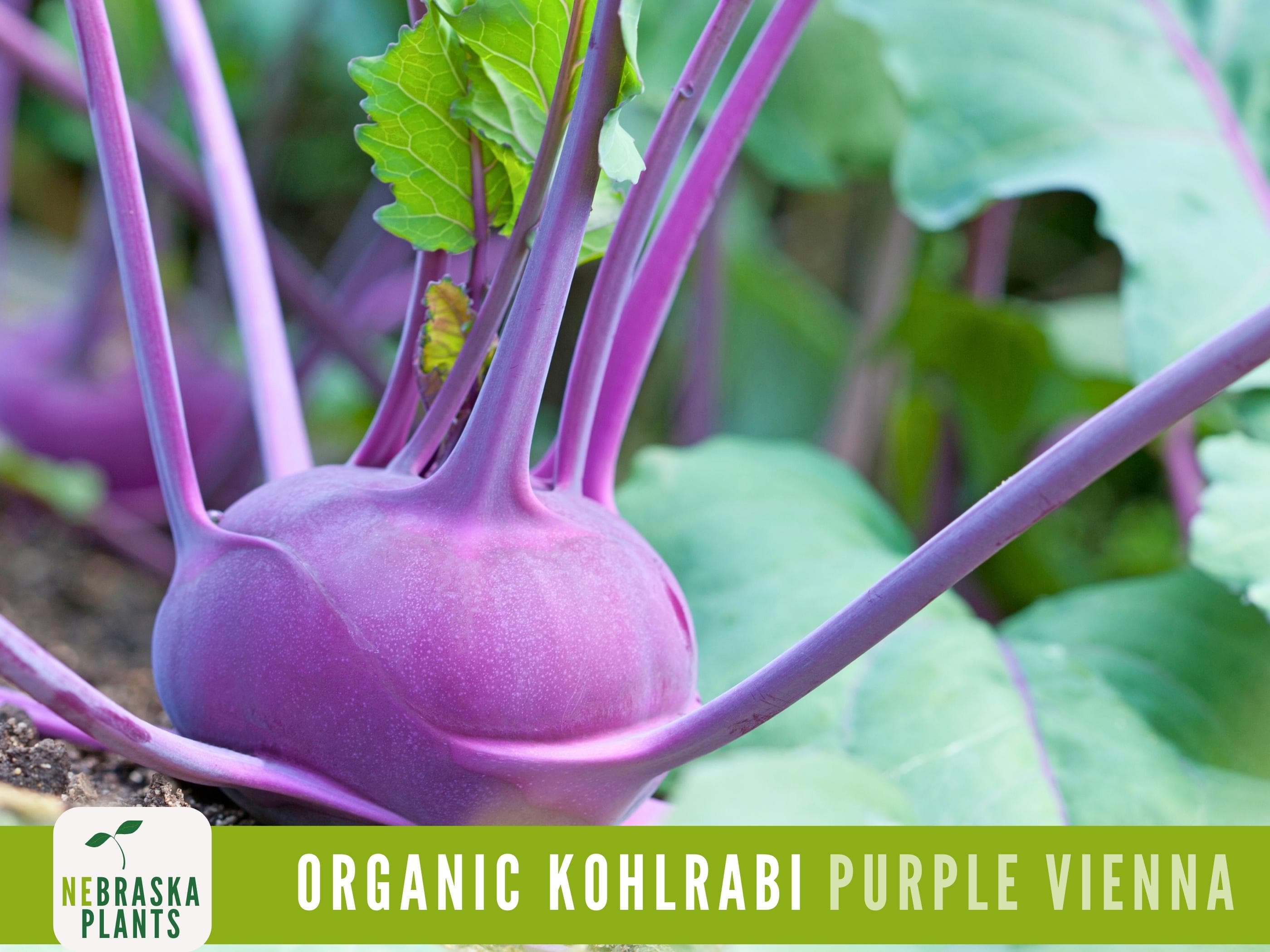 Organic Kohlrabi Seeds - Purple Vienna Kohlrabi Heirloom Organic Seeds