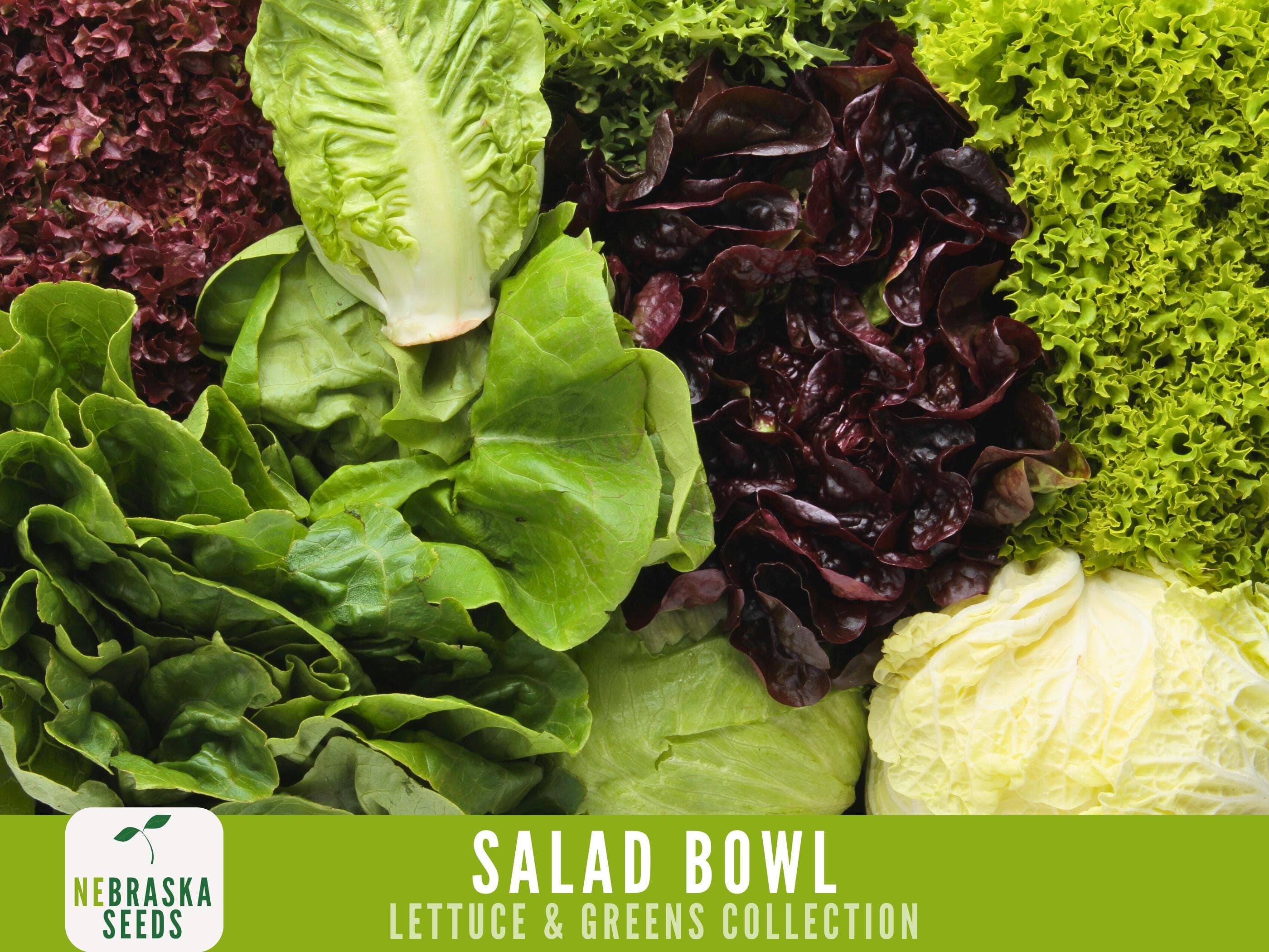 Salad Bowl Container Mix - Heirloom Lettuce Seeds