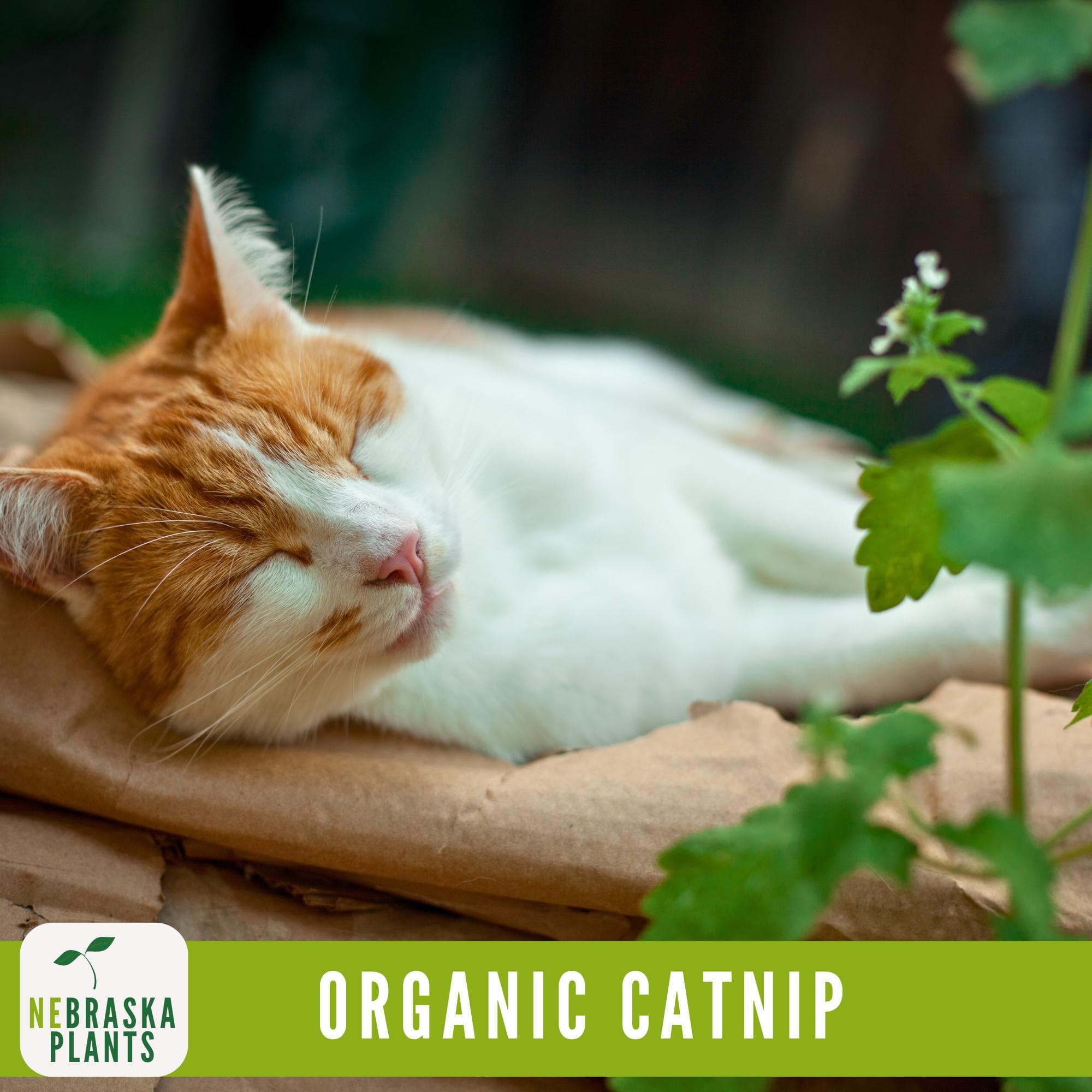 Happy cat rolling on the ground with freshly picked catnip leaves.