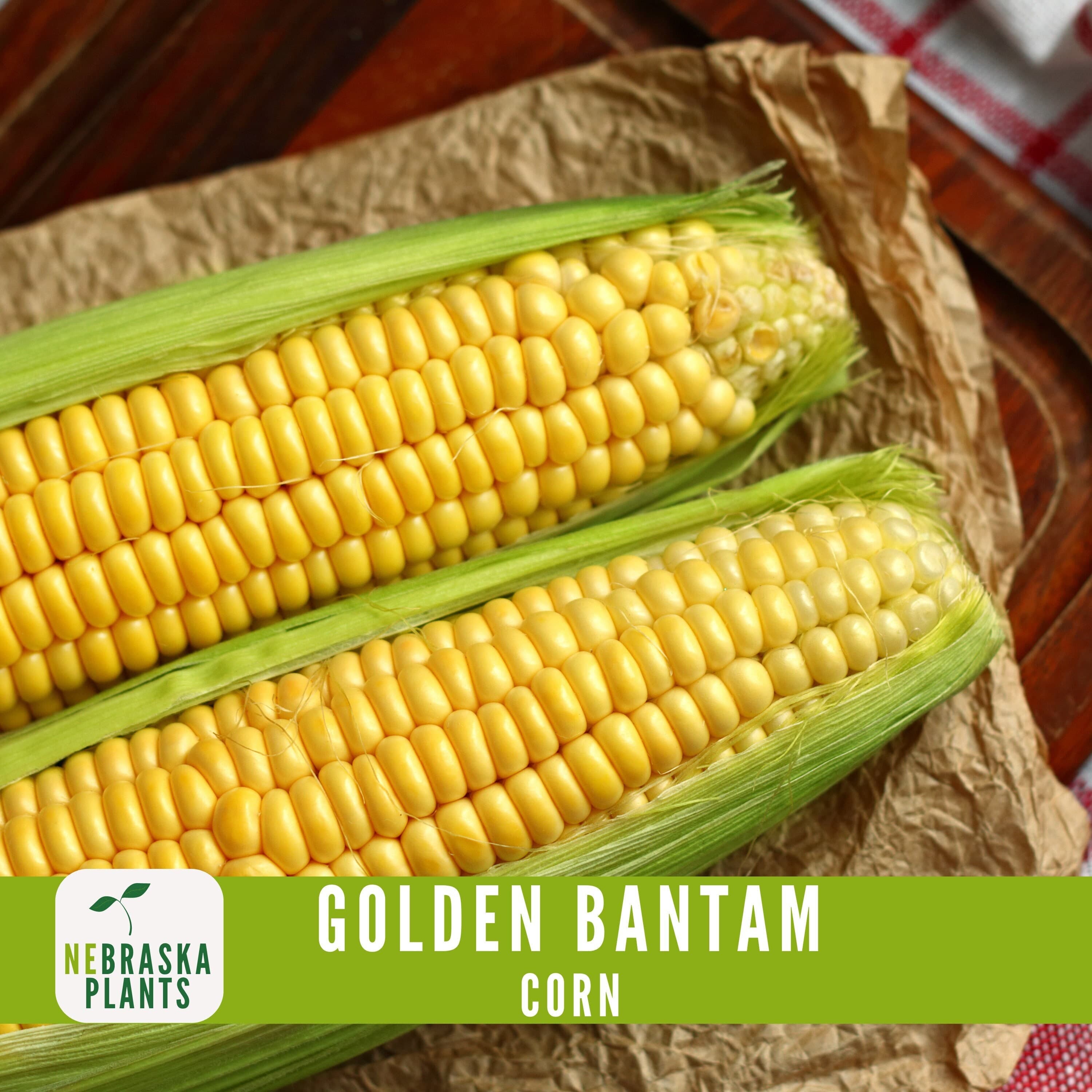 Golden Bantam Corn Seeds - Heirloom Juicy Corn for a Delicious Home Harvest! - image 3