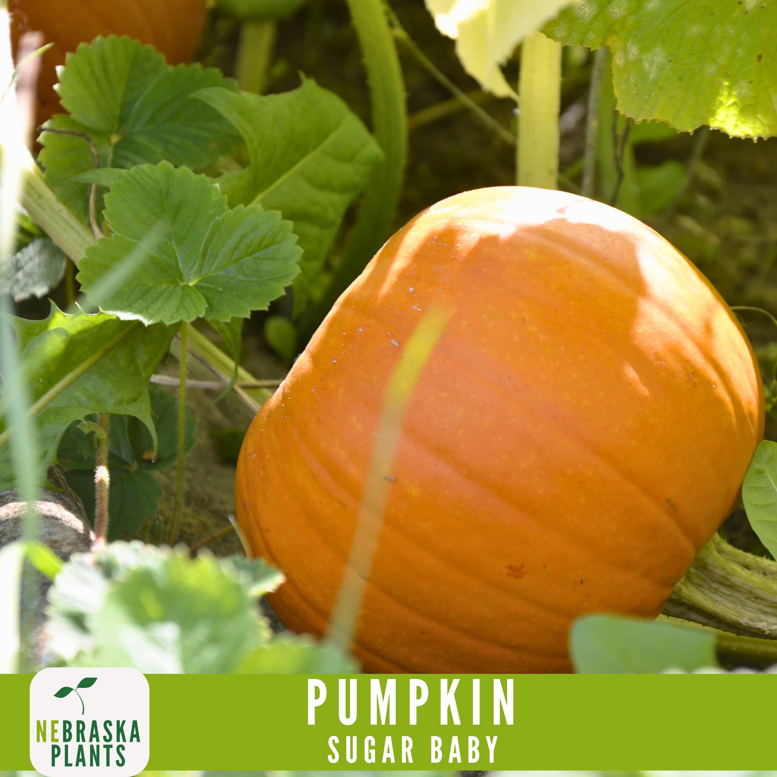 Sugar Pie Pumpkin Seeds - Celebrate the Spirit of Autumn with Heirloom, Non-GMO Pumpkin Seeds - image 5