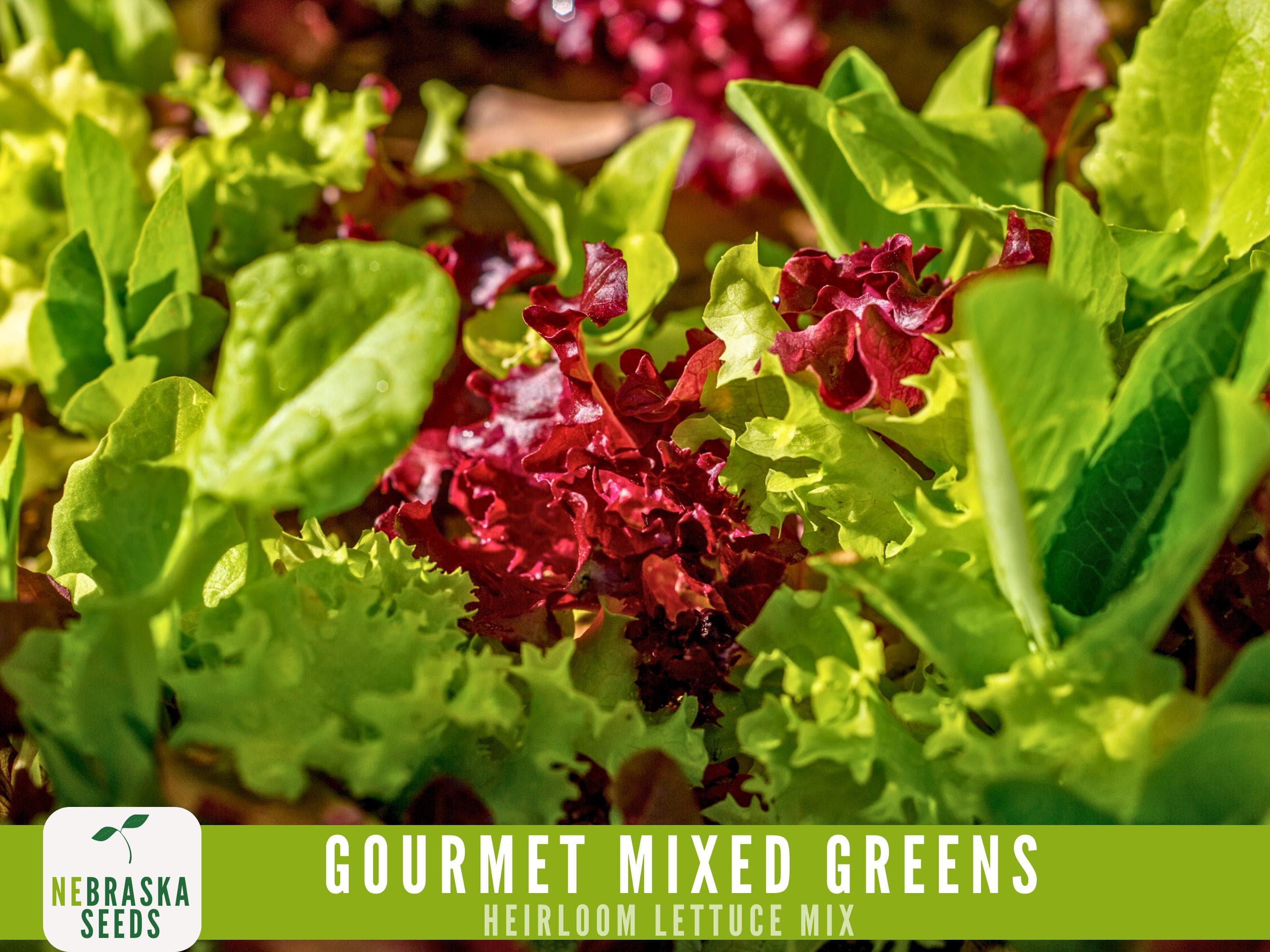 Organic Gourmet Lettuce Mix - 7 Varieties of Organic Heirloom Lettuce - 500 Seeds