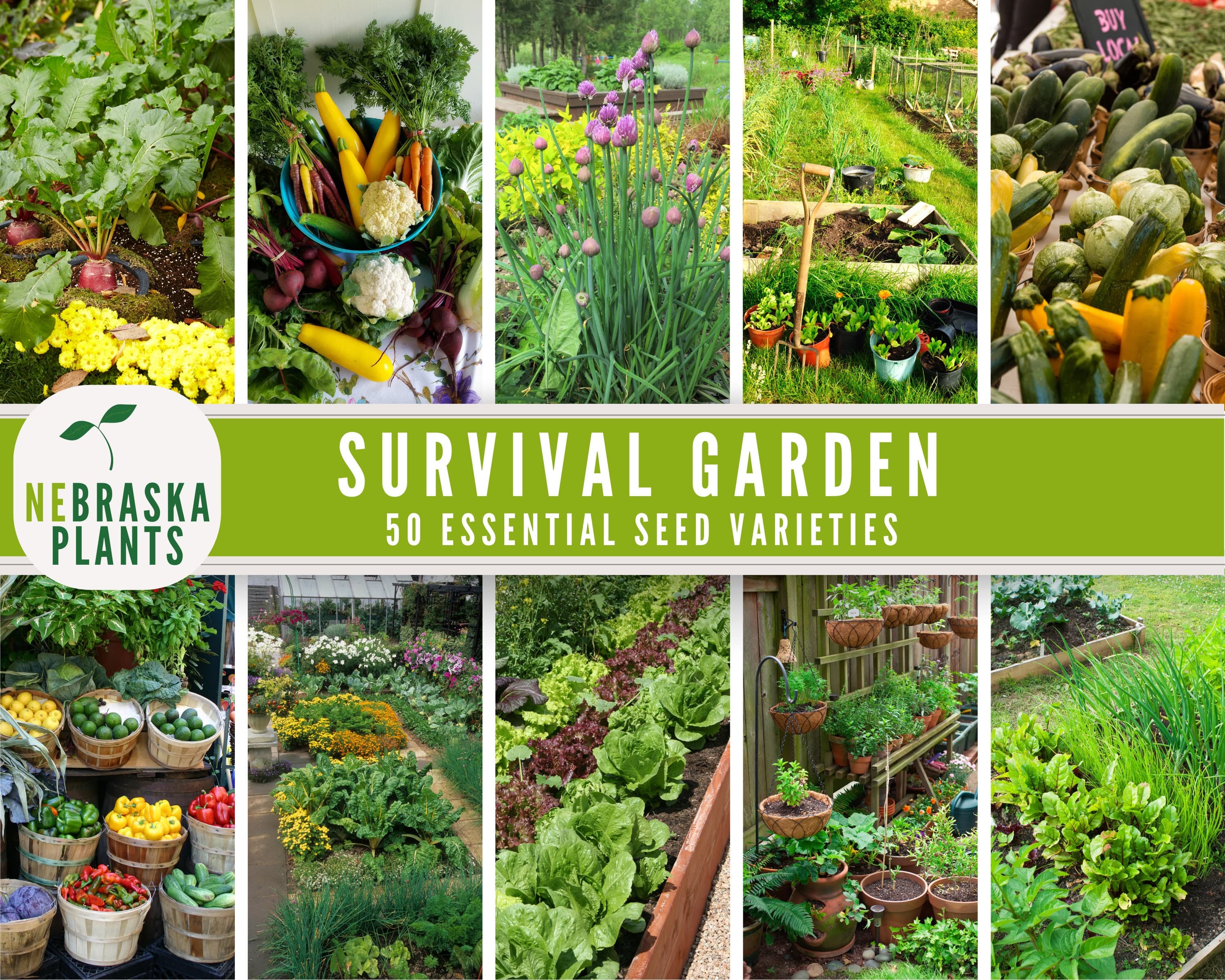 Seed Vault Storage Seeds Collection - Survival Garden of 50 Varieties of Vegetable, Fruit and Herb Seeds - Seed Bank Essential Collection