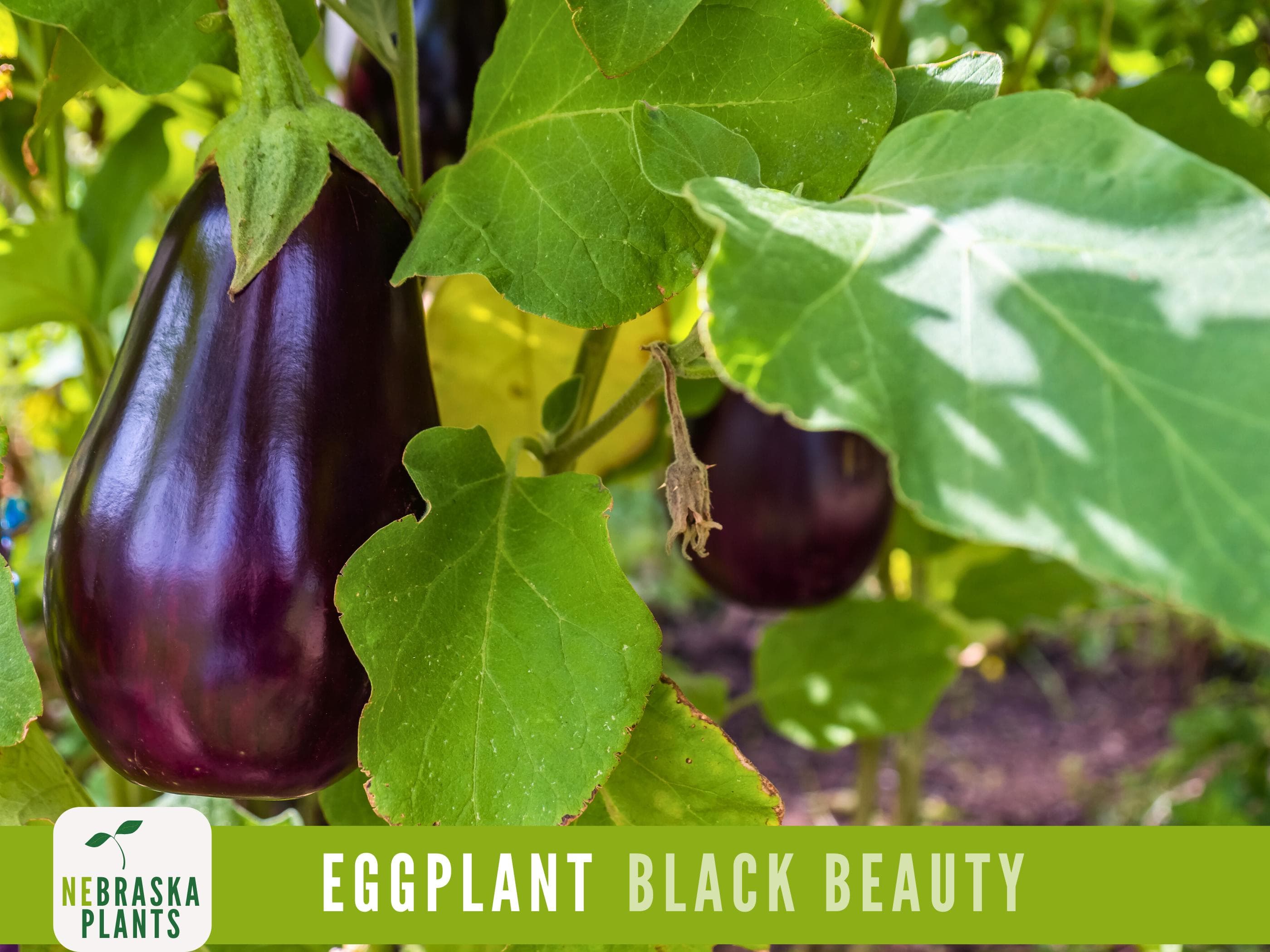 Eggplant Seeds - Black Beauty Eggplant Seeds - image 3