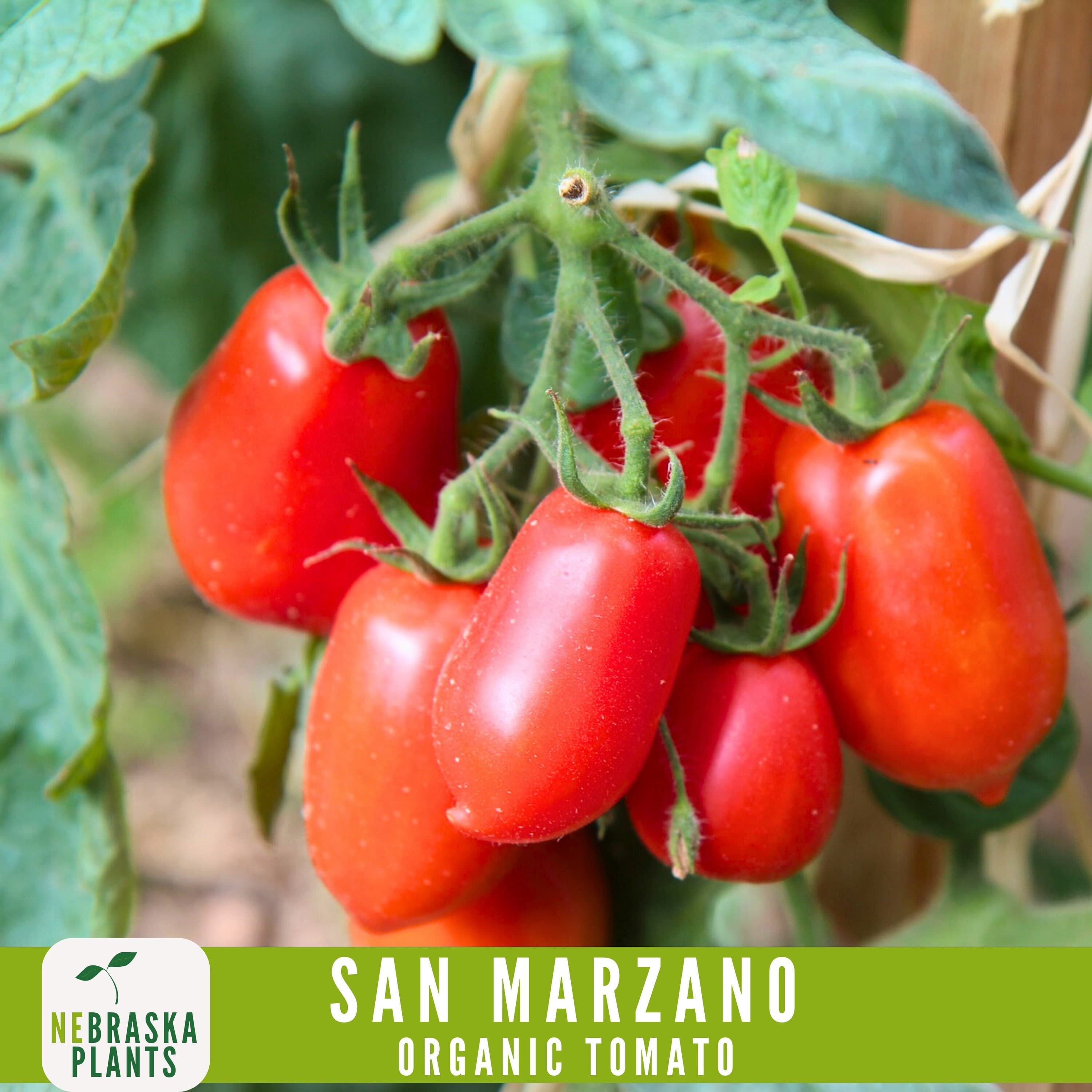 San Marzano Organic Tomato Seeds - Heirloom, Non-GMO - Grow the Authentic Italian Flavor! - image 5