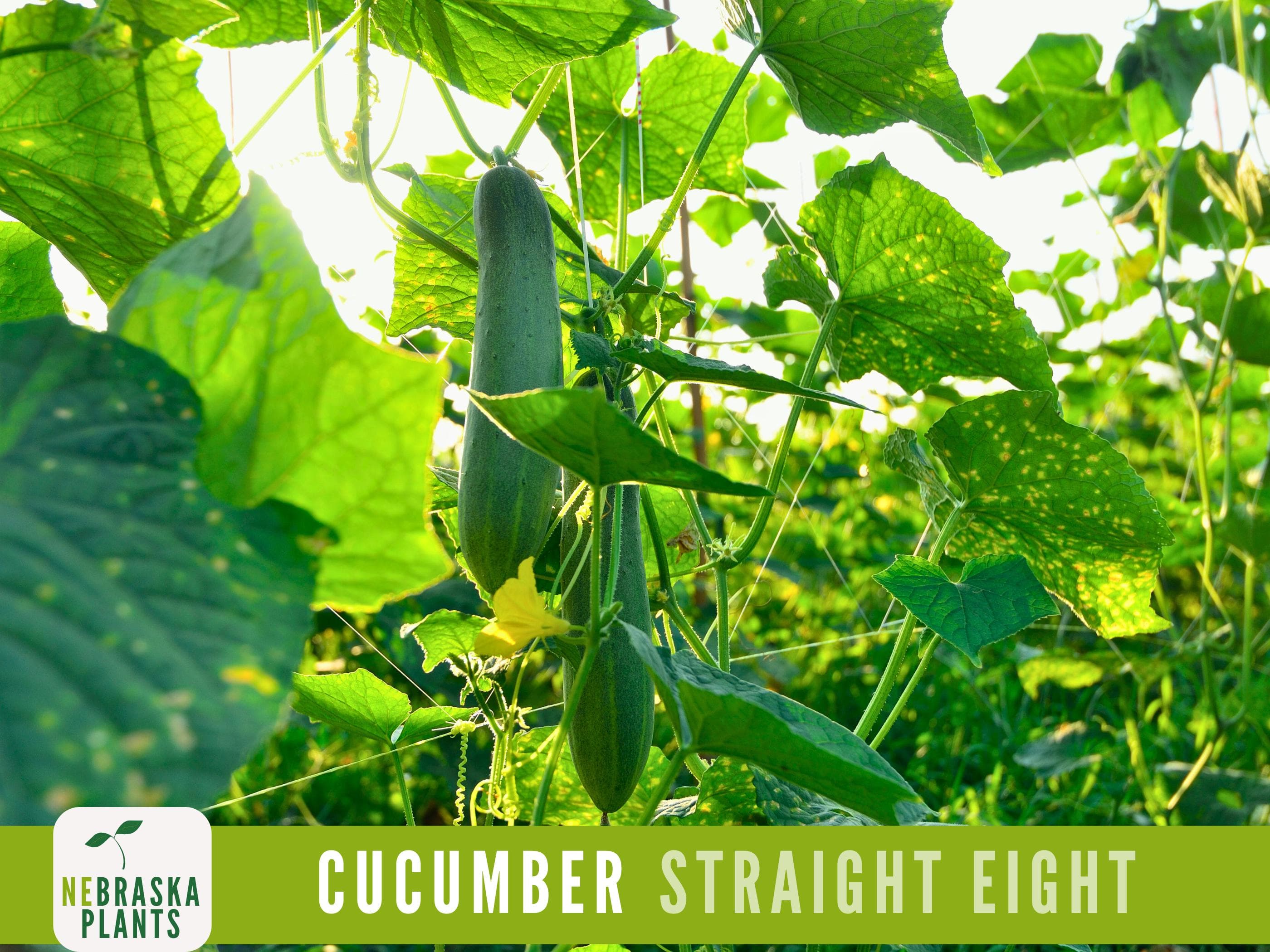 Straight Eight Cucumber Seeds - Crisp and Flavorful Heirloom Cucumbers for you Home Garden!