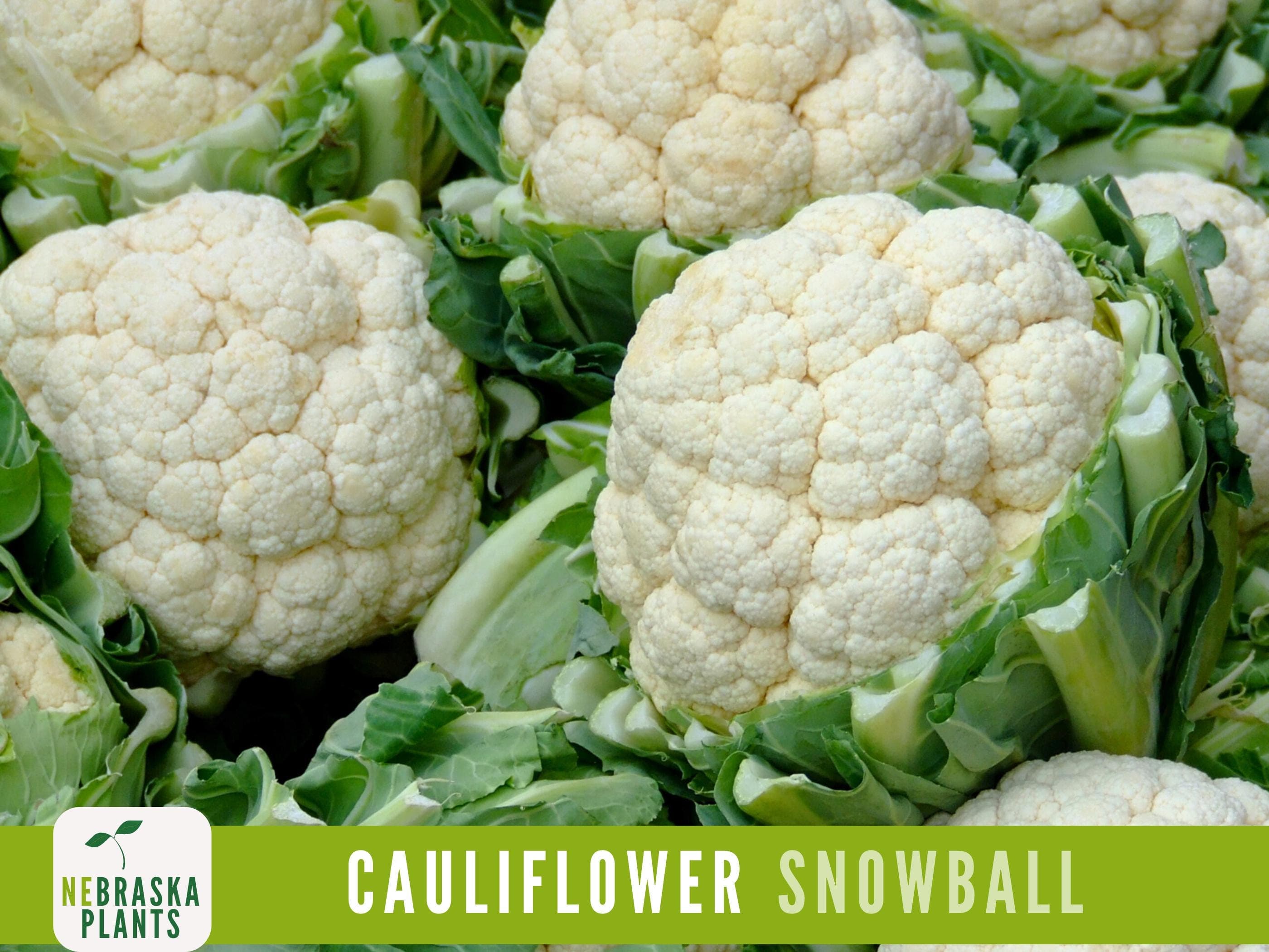 Cauliflower Seeds - Snowball Heirloom Cauliflower Seeds