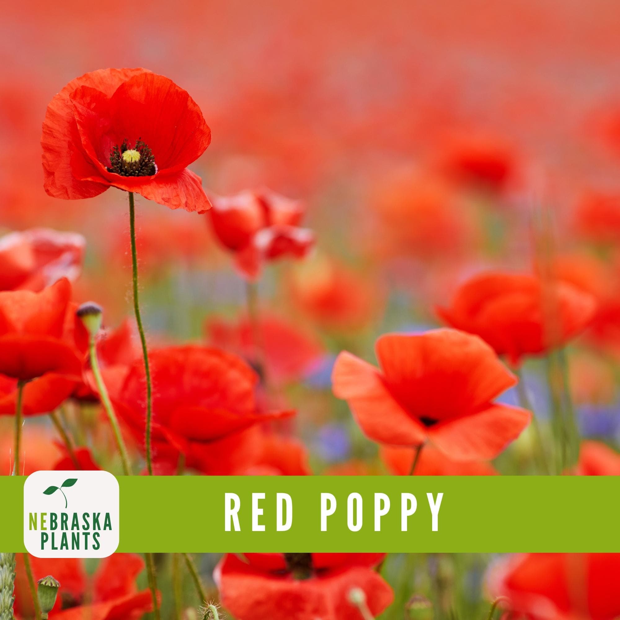 Heirloom Red Poppy seeds for adding a splash of red to flower beds and borders