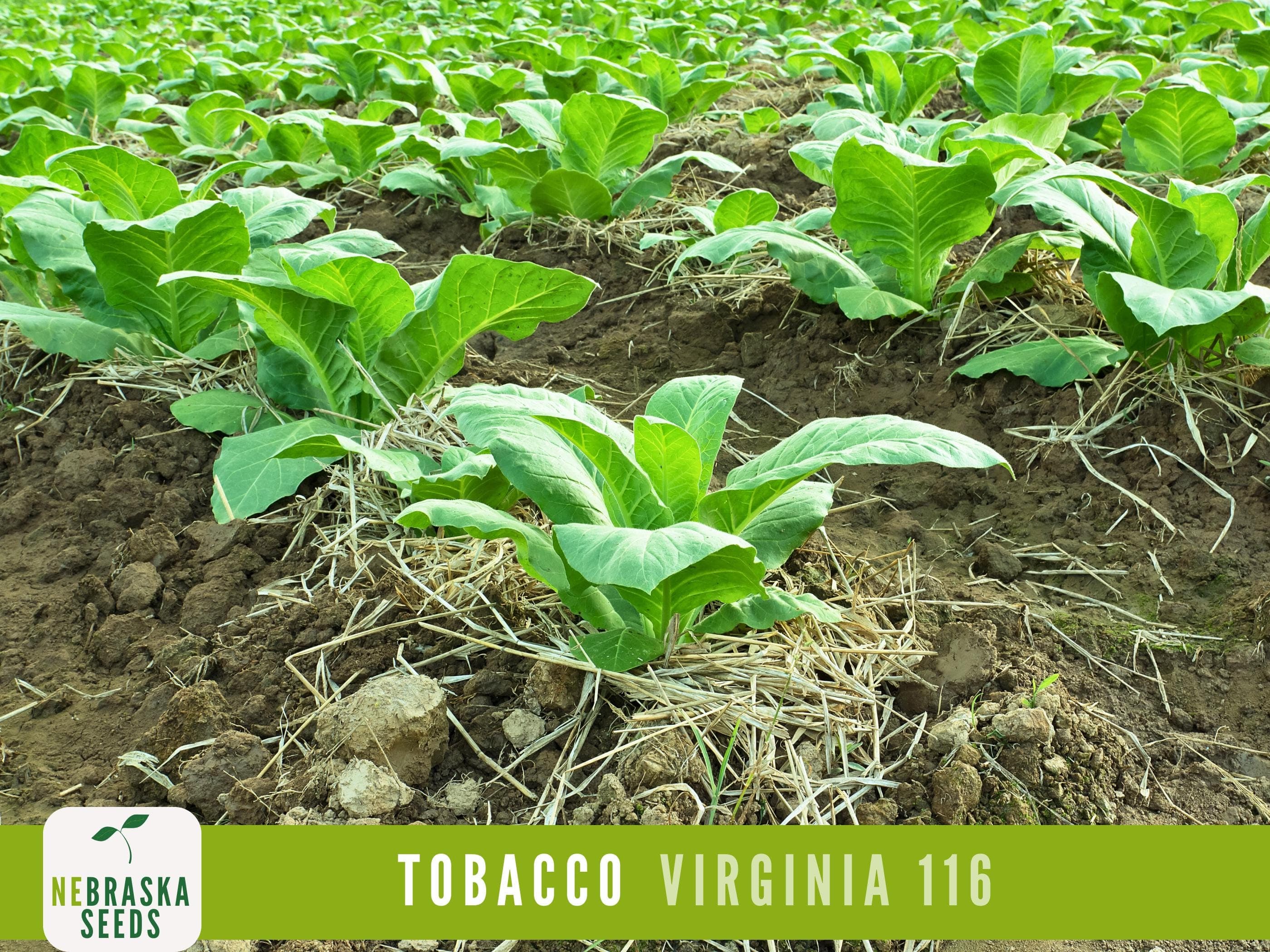 Young Virginia 116 Tobacco seedlings growing in rich, well-drained garden soil, thriving under full sunlight.