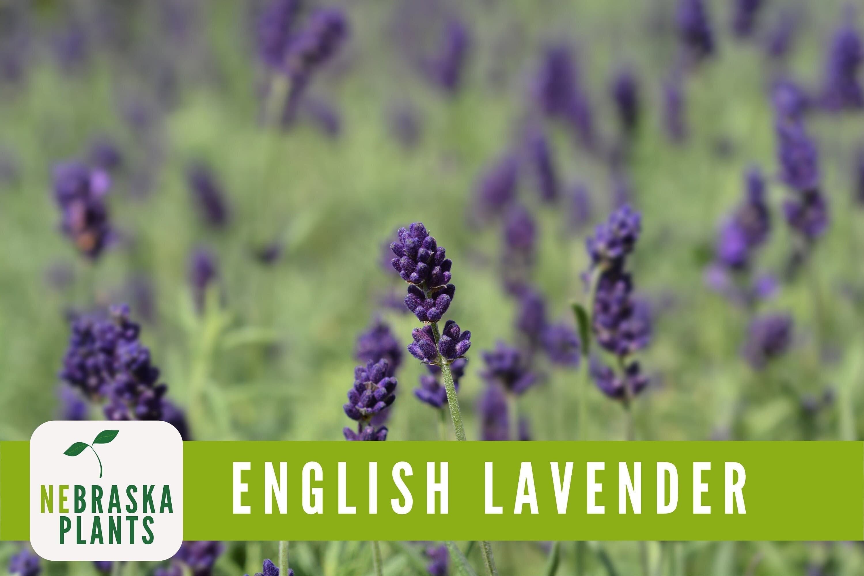 Non-GMO English Lavender seeds, great for pollinators and natural landscapes