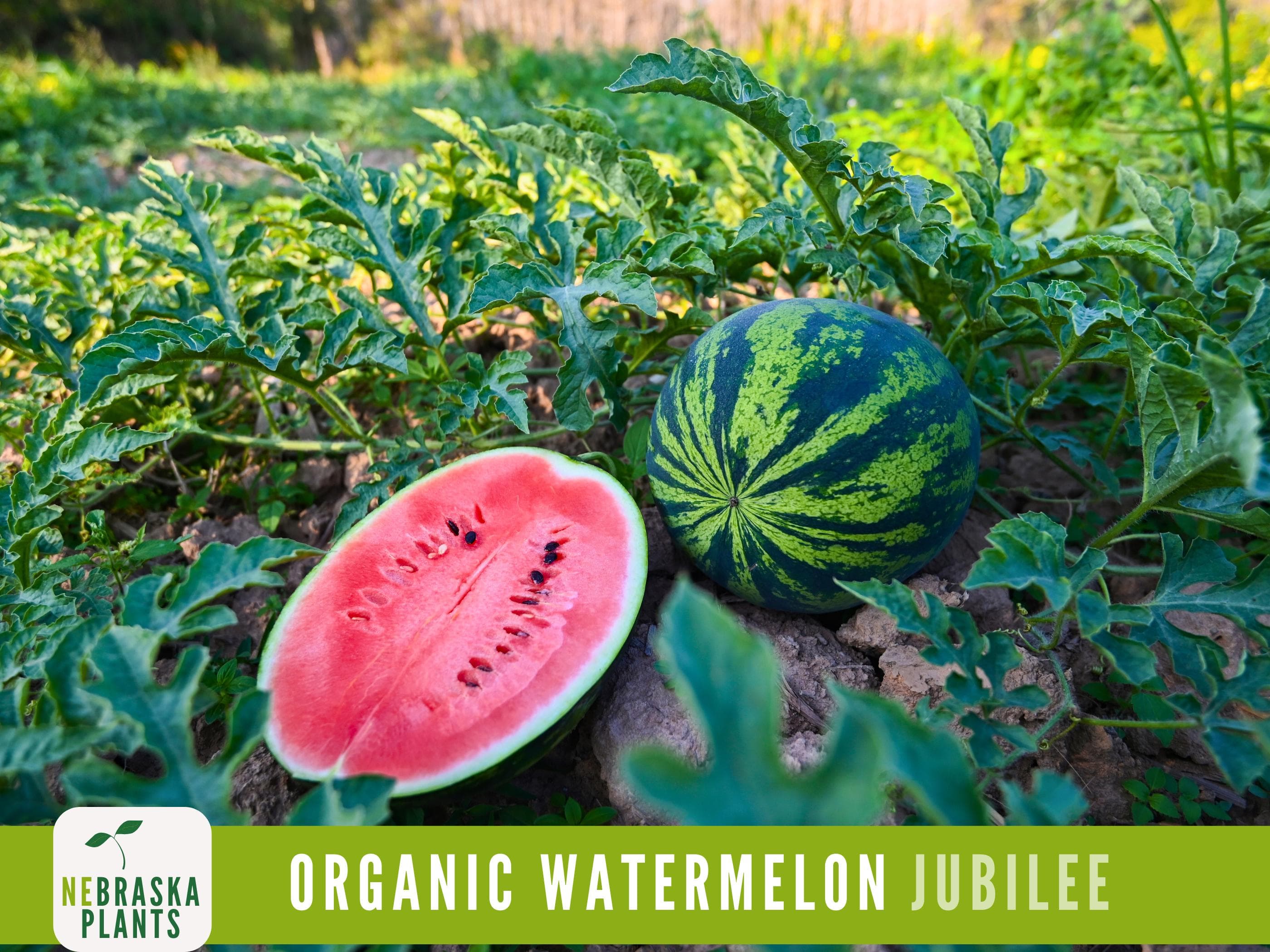 Organic Jubilee Heirloom Watermelon Seeds - Sweet, Juicy, and Perfect for Your Summer Garden!