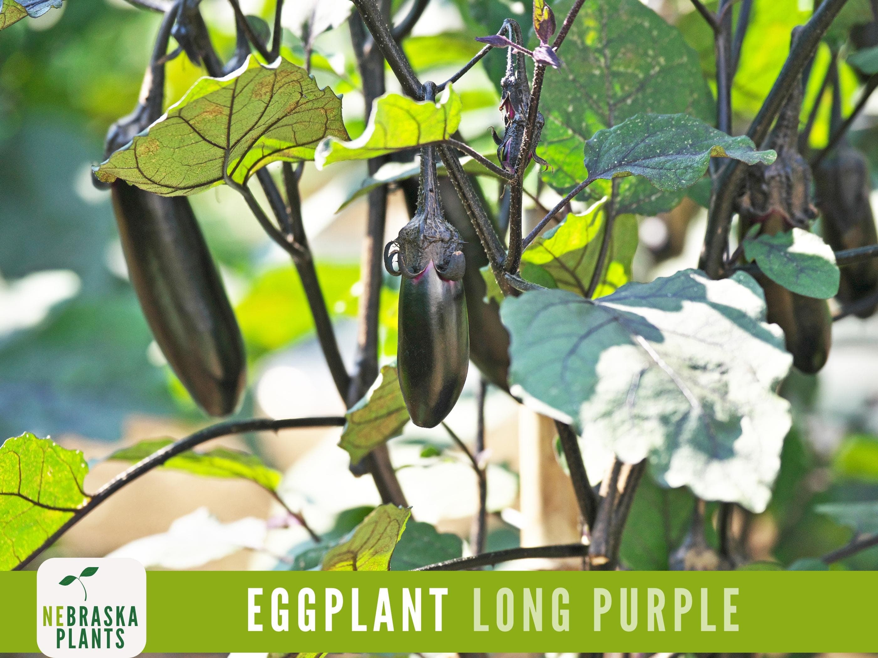 Long Purple Eggplant Seeds - Heirloom Eggplant for Your Garden!