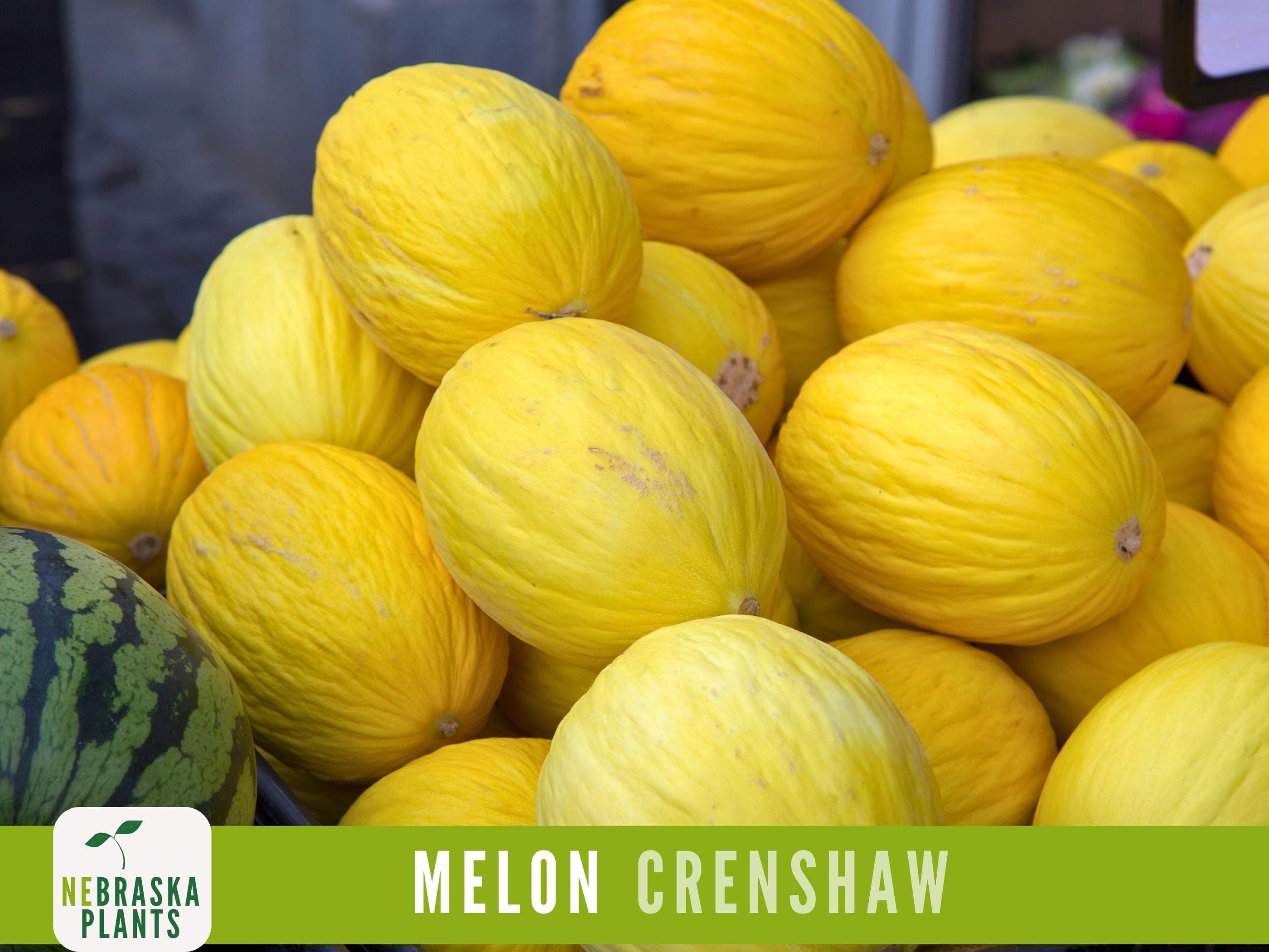 Crenshaw Melon Seeds - Delicious and Unique Heirloom Melons for your Garden!