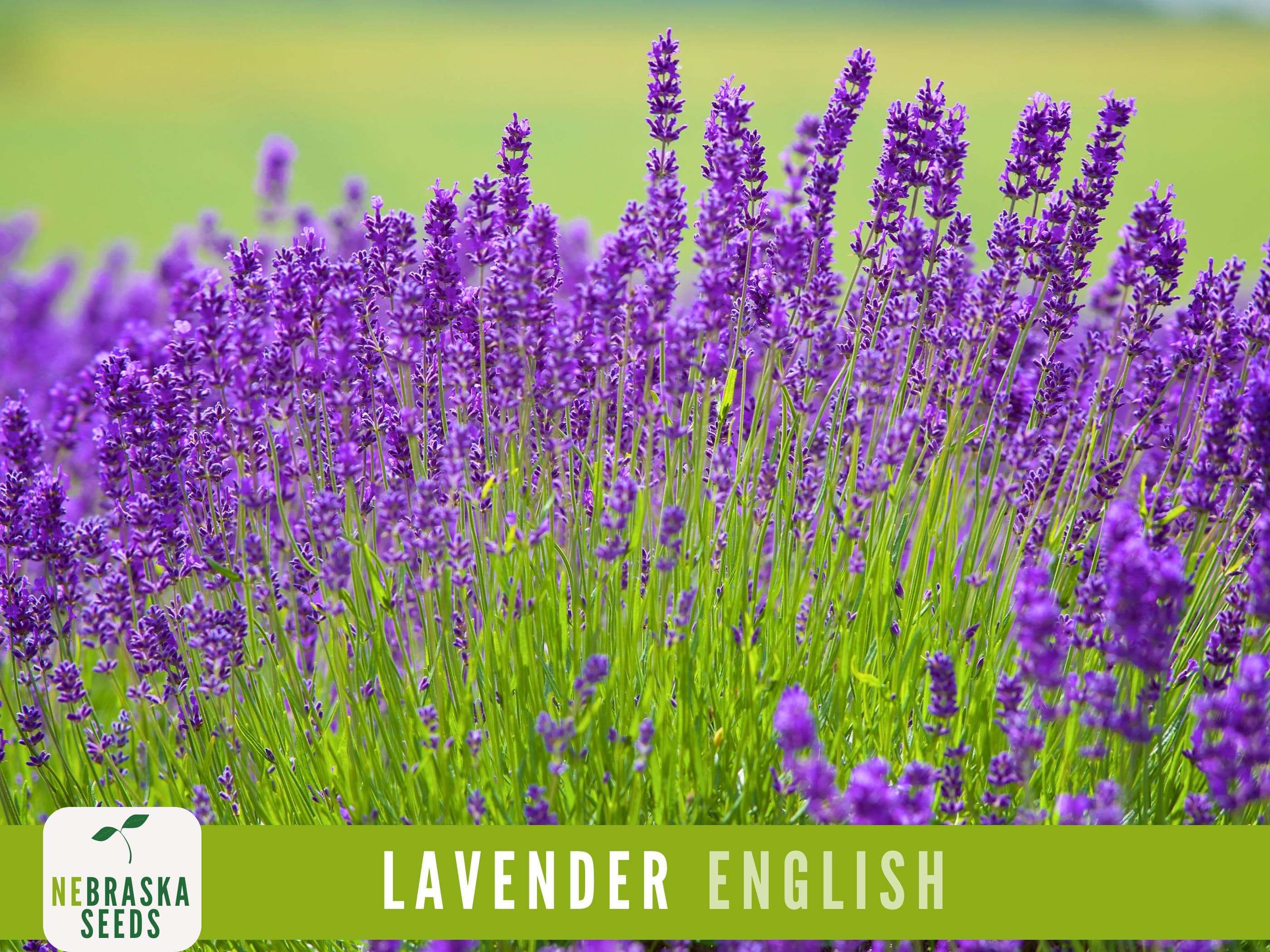 English Lavender Seeds - Heirloom, Fragrant Perennial for your Home Herb or Flower Garden!