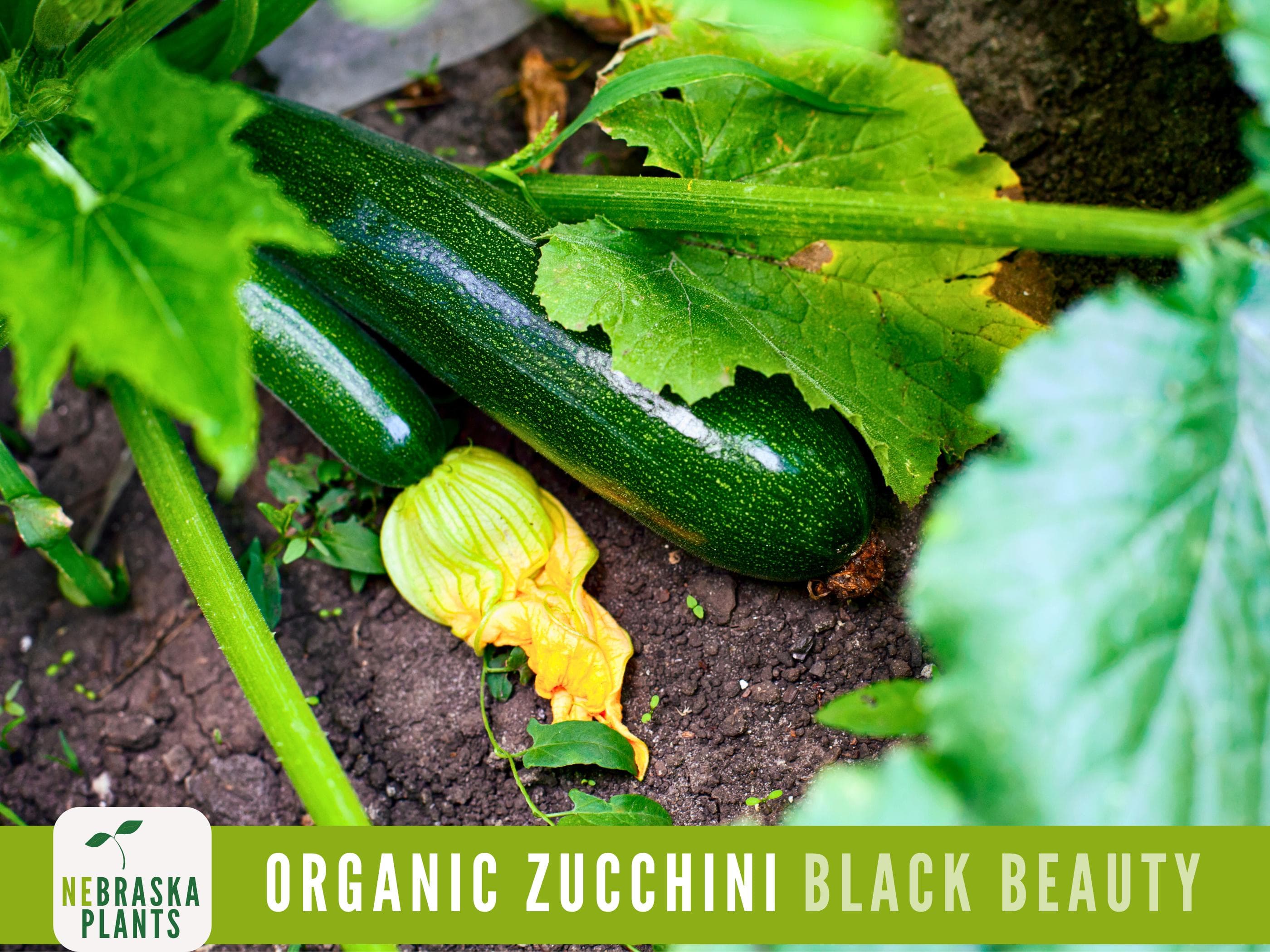 Organic Zucchini Seeds - Black Beauty Zucchini - Heirloom Summer Squash Seeds