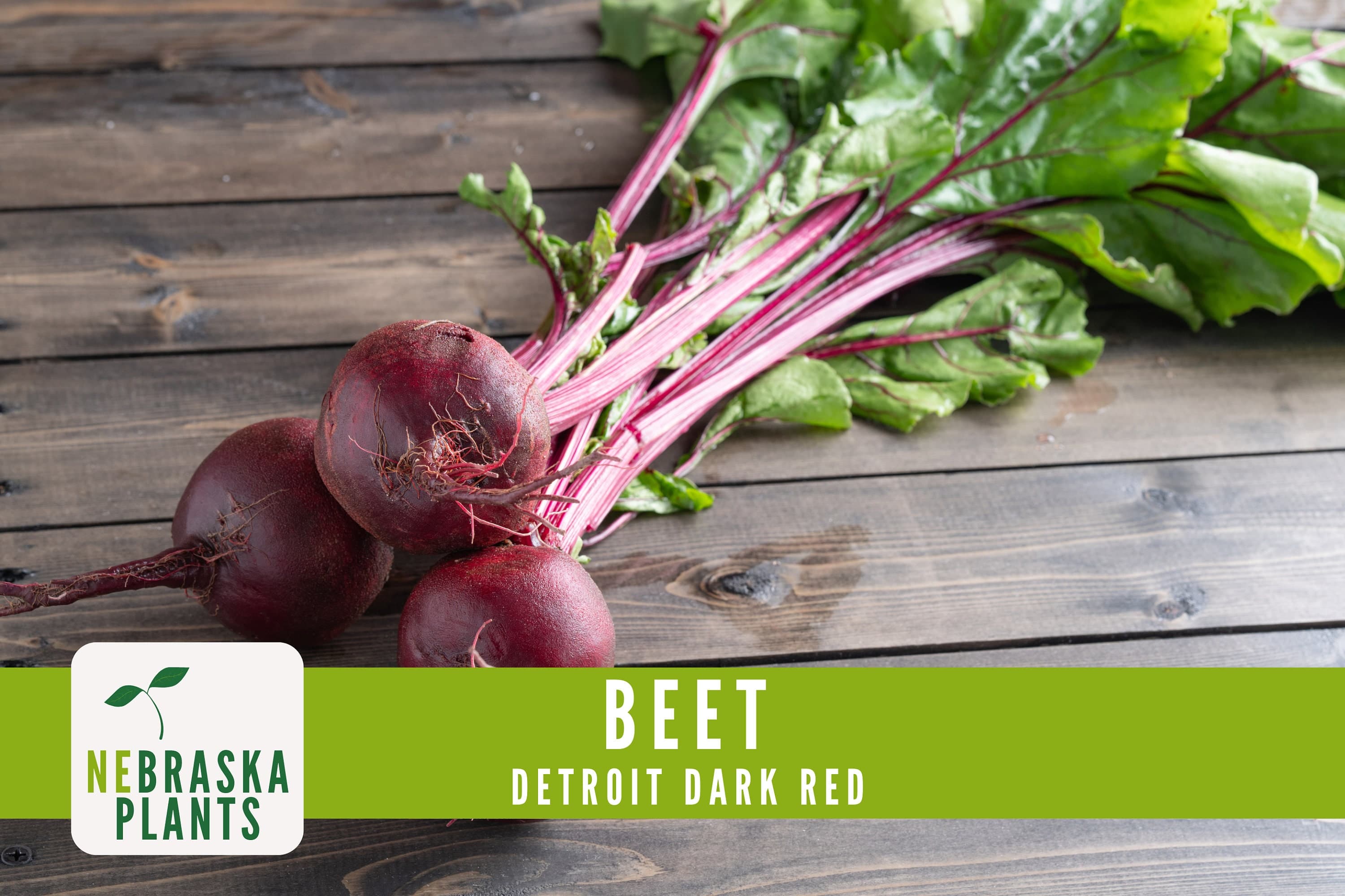 Beet Seeds - Detroit Dark Red - Heirloom Beet Seeds - image 3