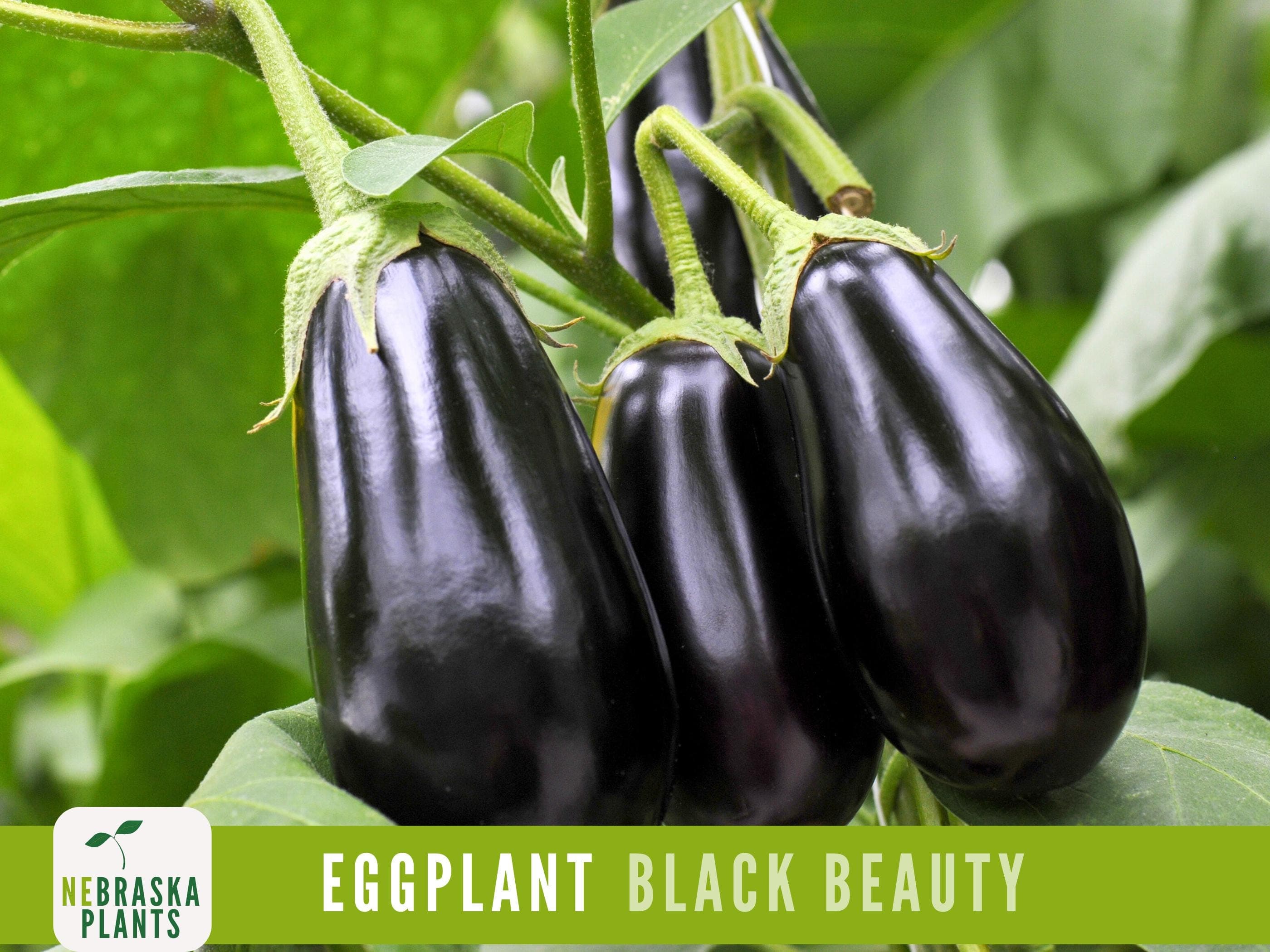 Eggplant Seeds - Black Beauty Eggplant Seeds