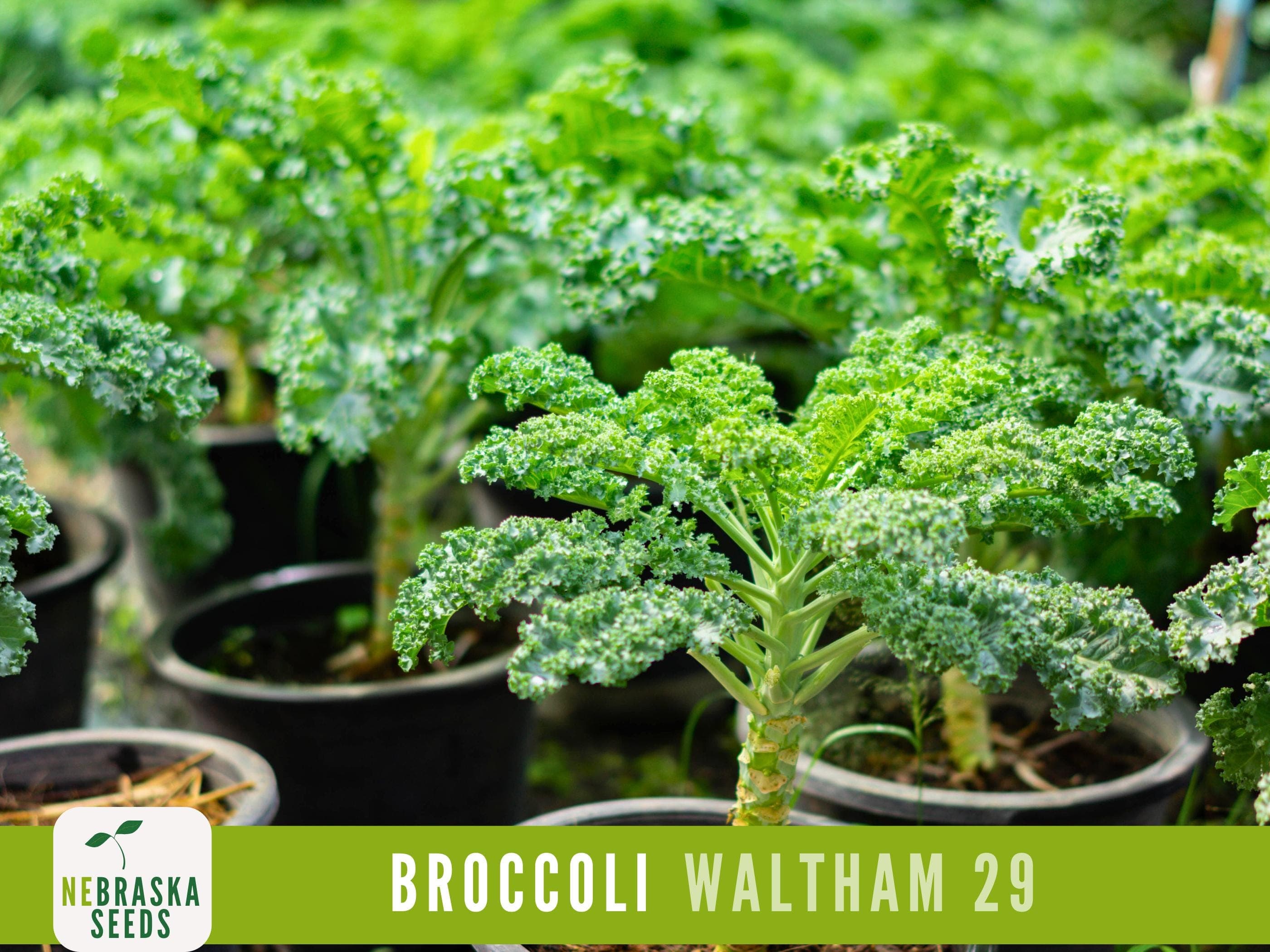 Waltham 29 Broccoli Seeds - Heirloom and Nutrient-Packed Garden Delight! - image 3