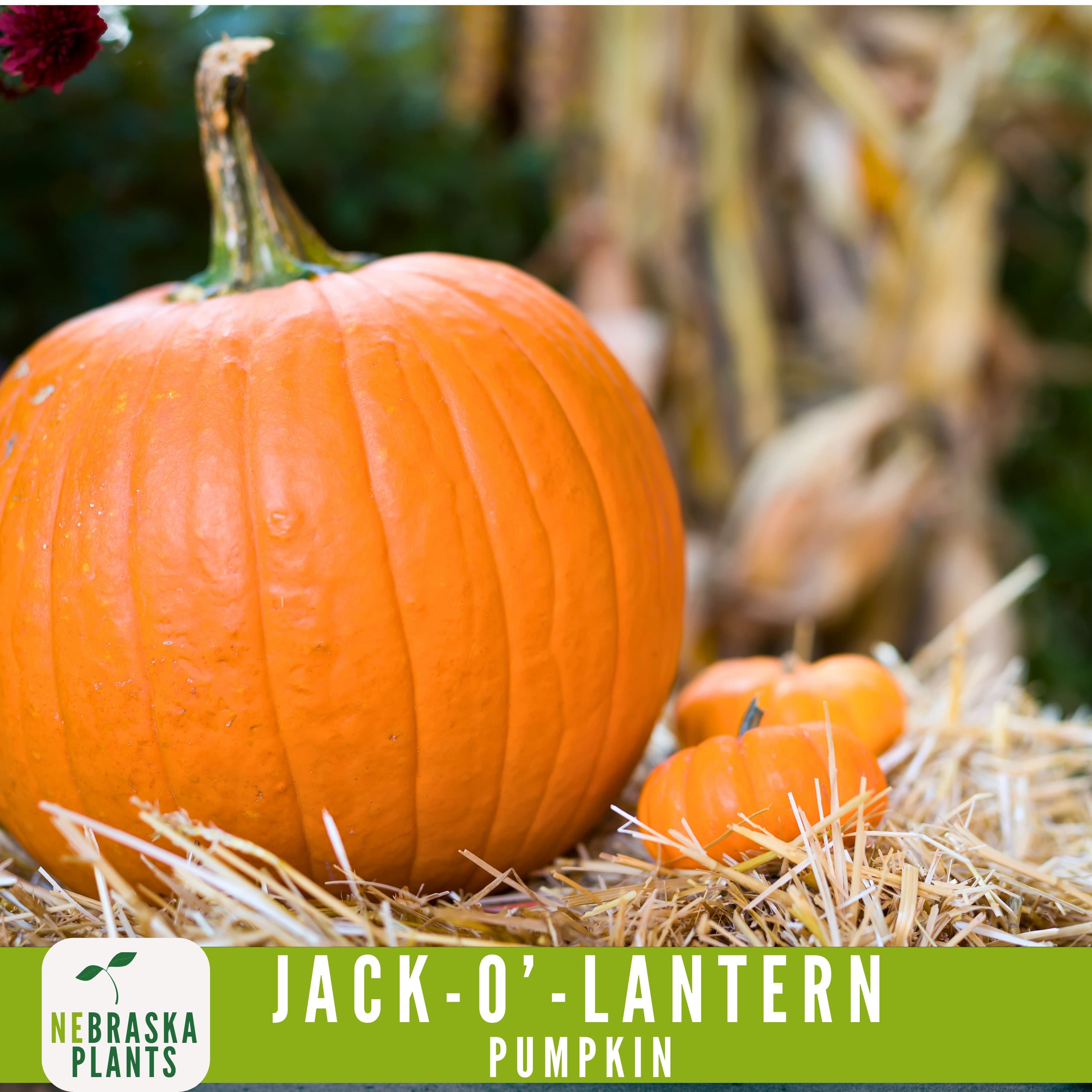 Halloween Pumpkin Seeds - Heirloom Jack-O'-Lantern Pumpkin Seeds Perfect for a Spooky Harvest! - image 5