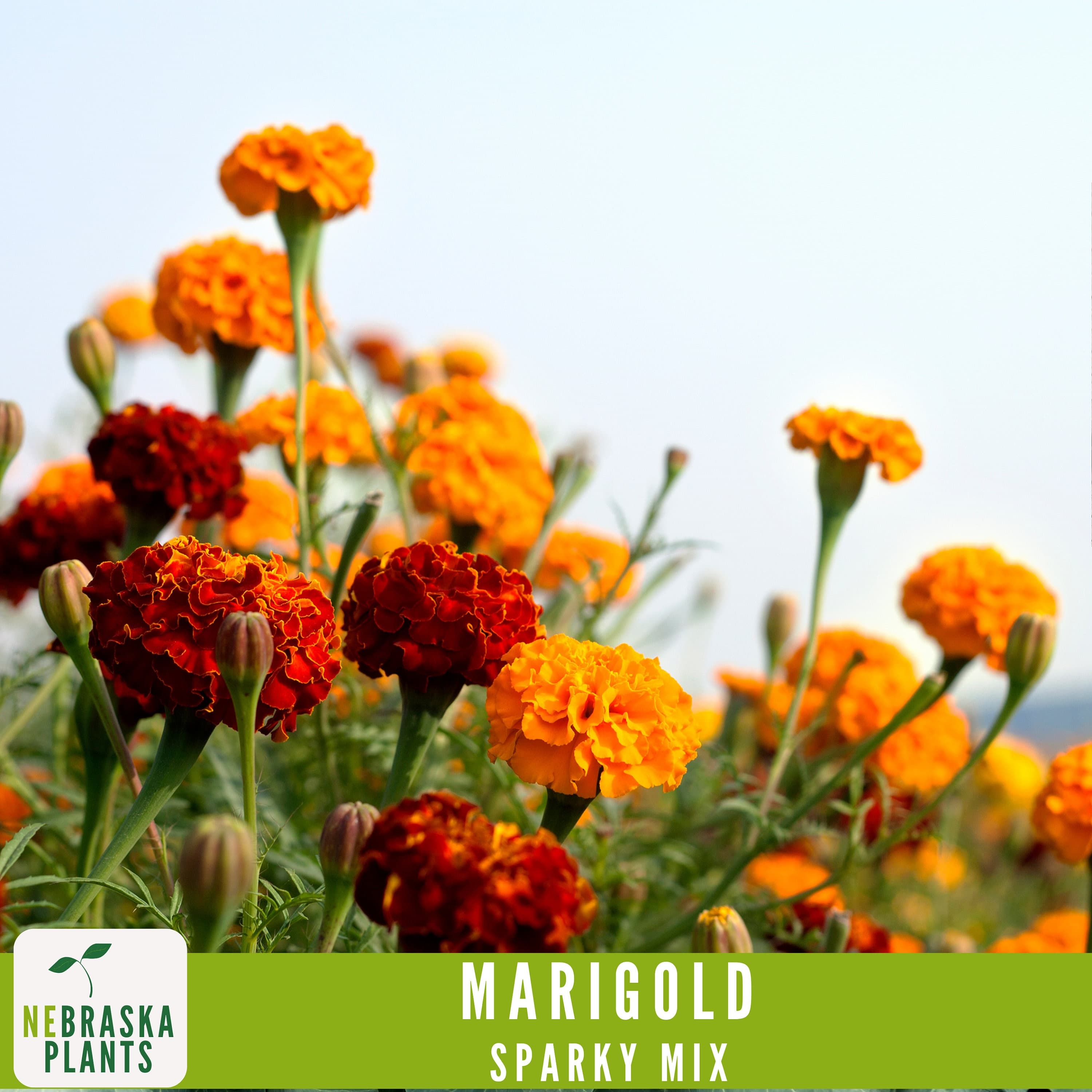 Non-GMO Sparky Marigold seeds for adding a pop of color to flower beds and borders