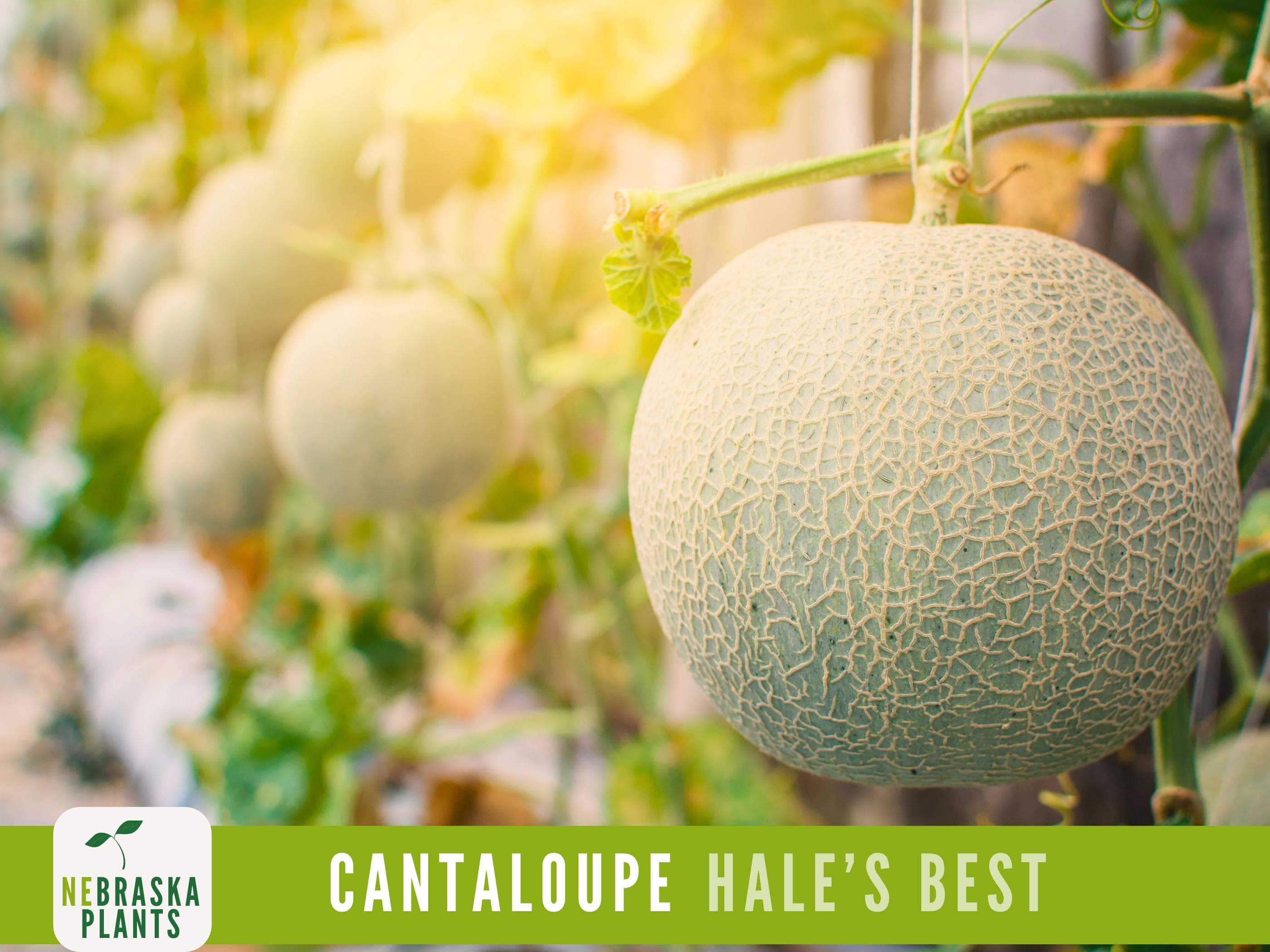 Hale's Best Cantaloupe Seeds - Jumbo Heirloom Cantaloupe Seeds