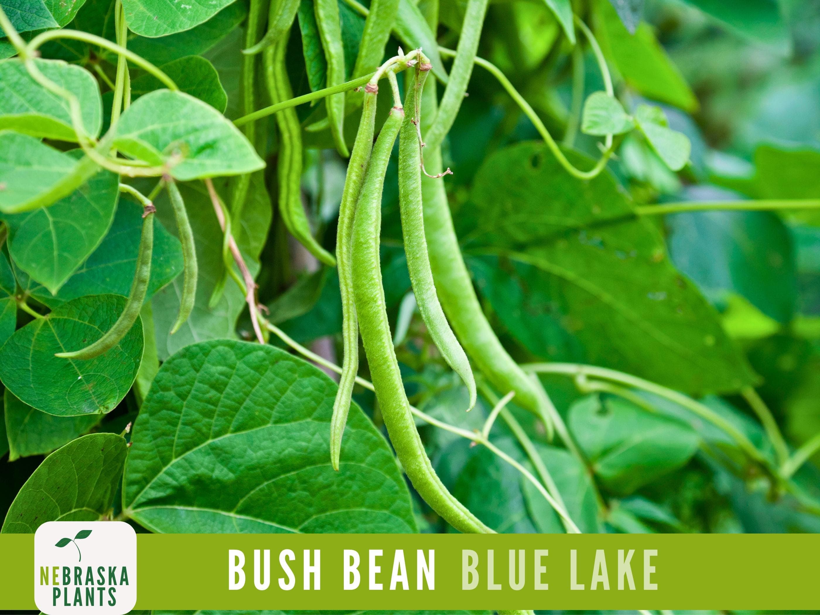 Blue Lake Bush Beans - Heirloom Classic Beans for Home Gardeners!