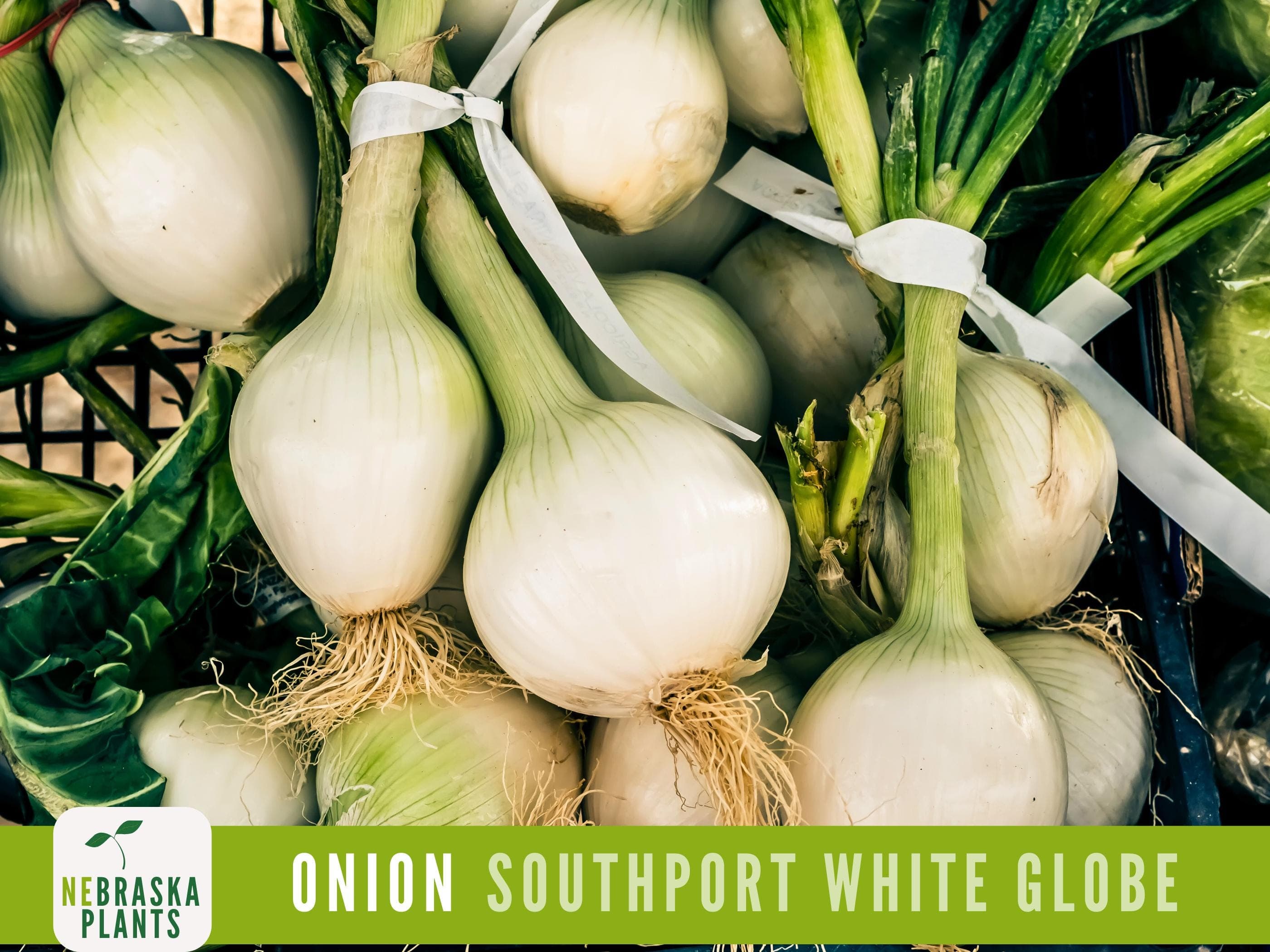 Premium Southport White Globe Heirloom Onion Seeds - Crisp, Flavorful, and Easy to Grow for Your Home Garden