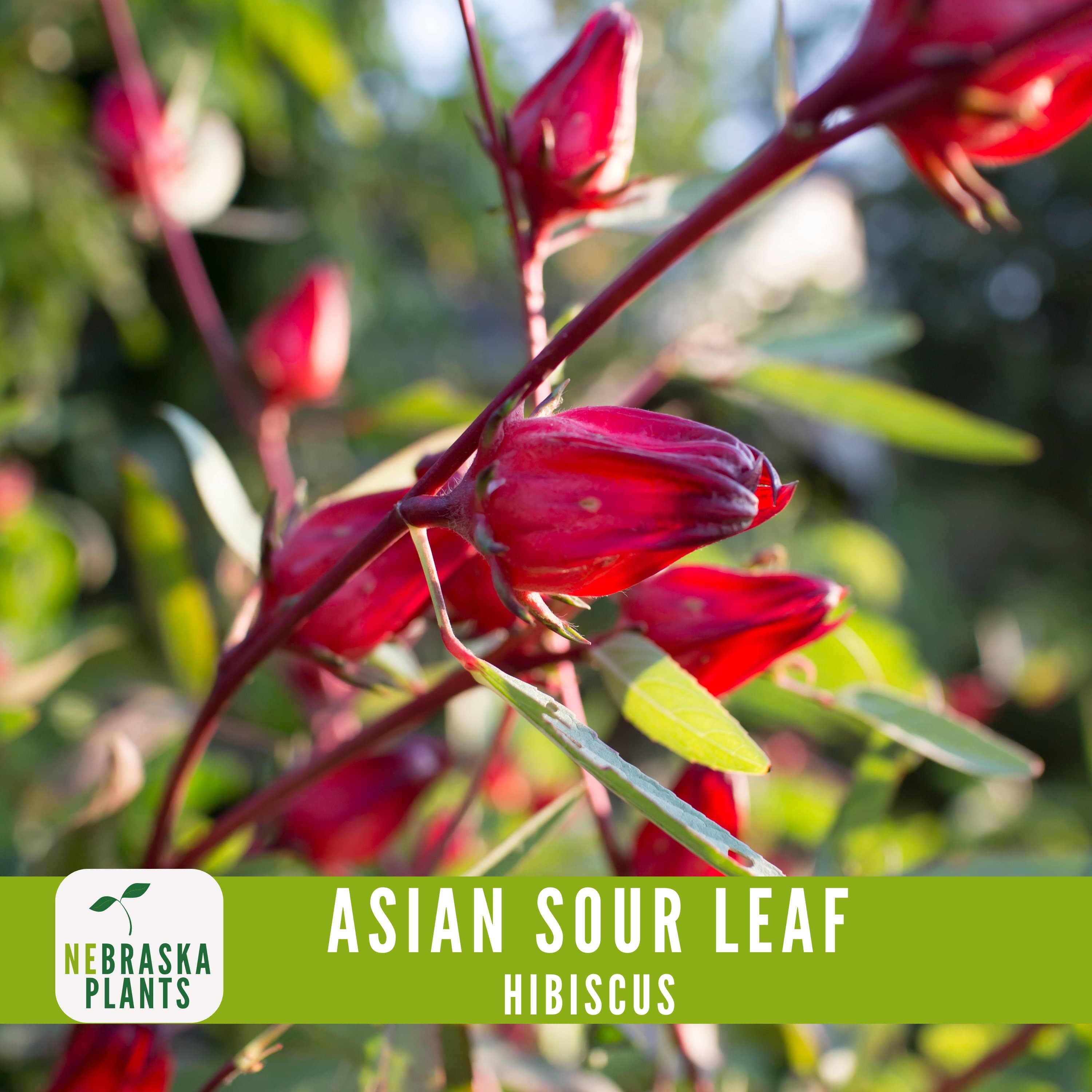 Heirloom Asian Sour Leaf Hibiscus seeds, perfect for culinary and ornamental gardens