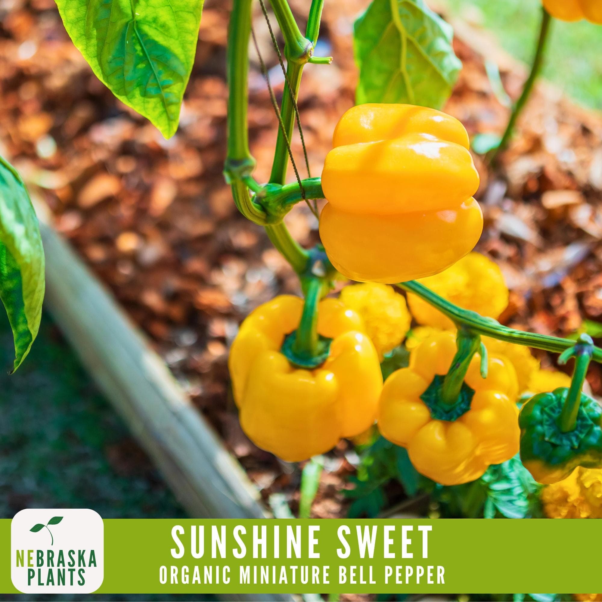Mini organic yellow bell peppers and delicate flowers growing on a thriving pepper plant in a garden.