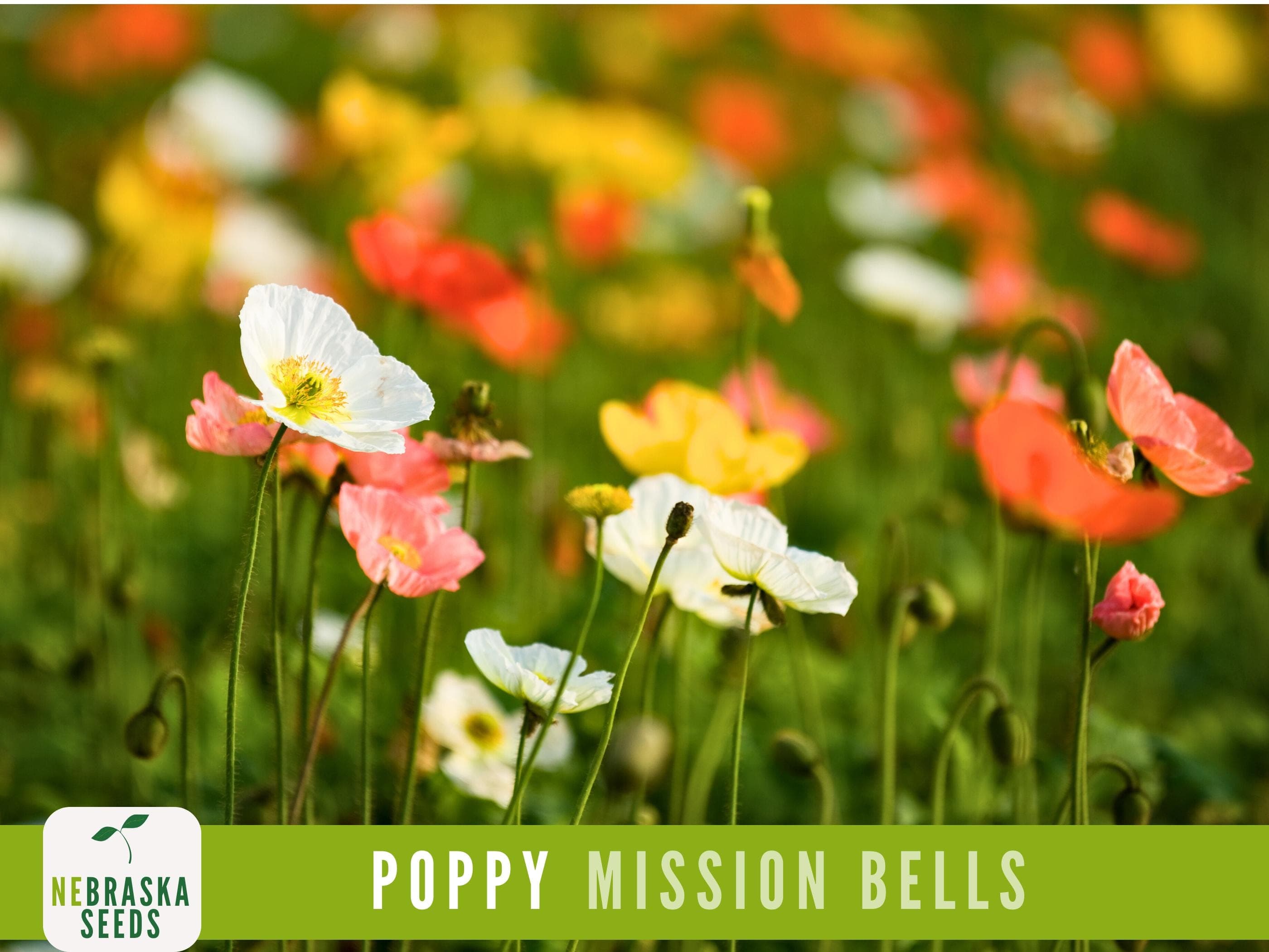 Mission Bells California Poppy Seeds - Heirloom Perennial Seeds for Gorgeous Gardens and Meadows!