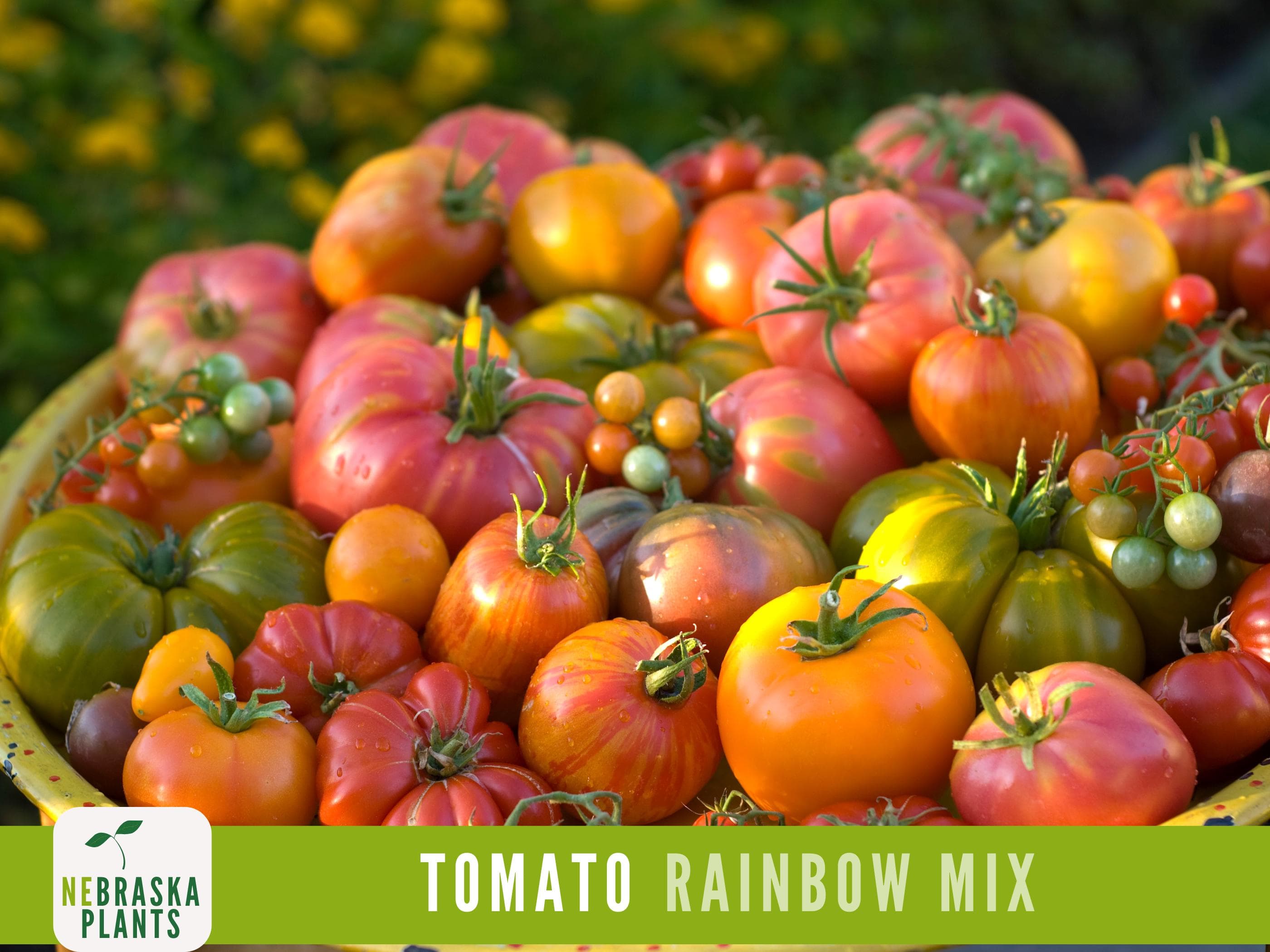 Rainbow Tomato Seeds -  Heirloom Rainbow Tomato Seed Mix