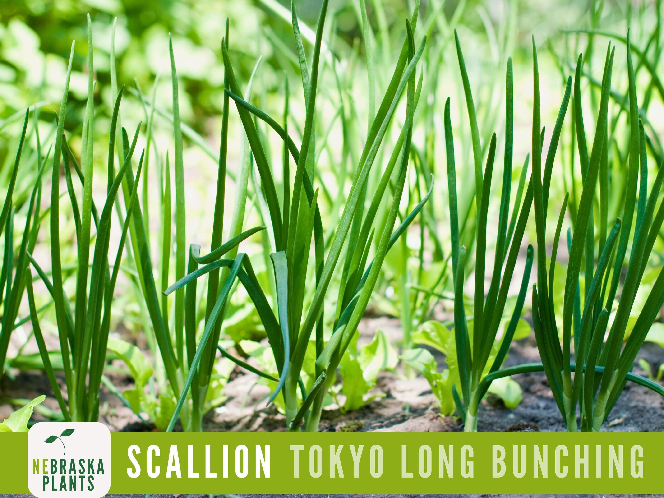 Scallion Seeds - Tokyo Long White Bunching Onion Heirloom Seeds