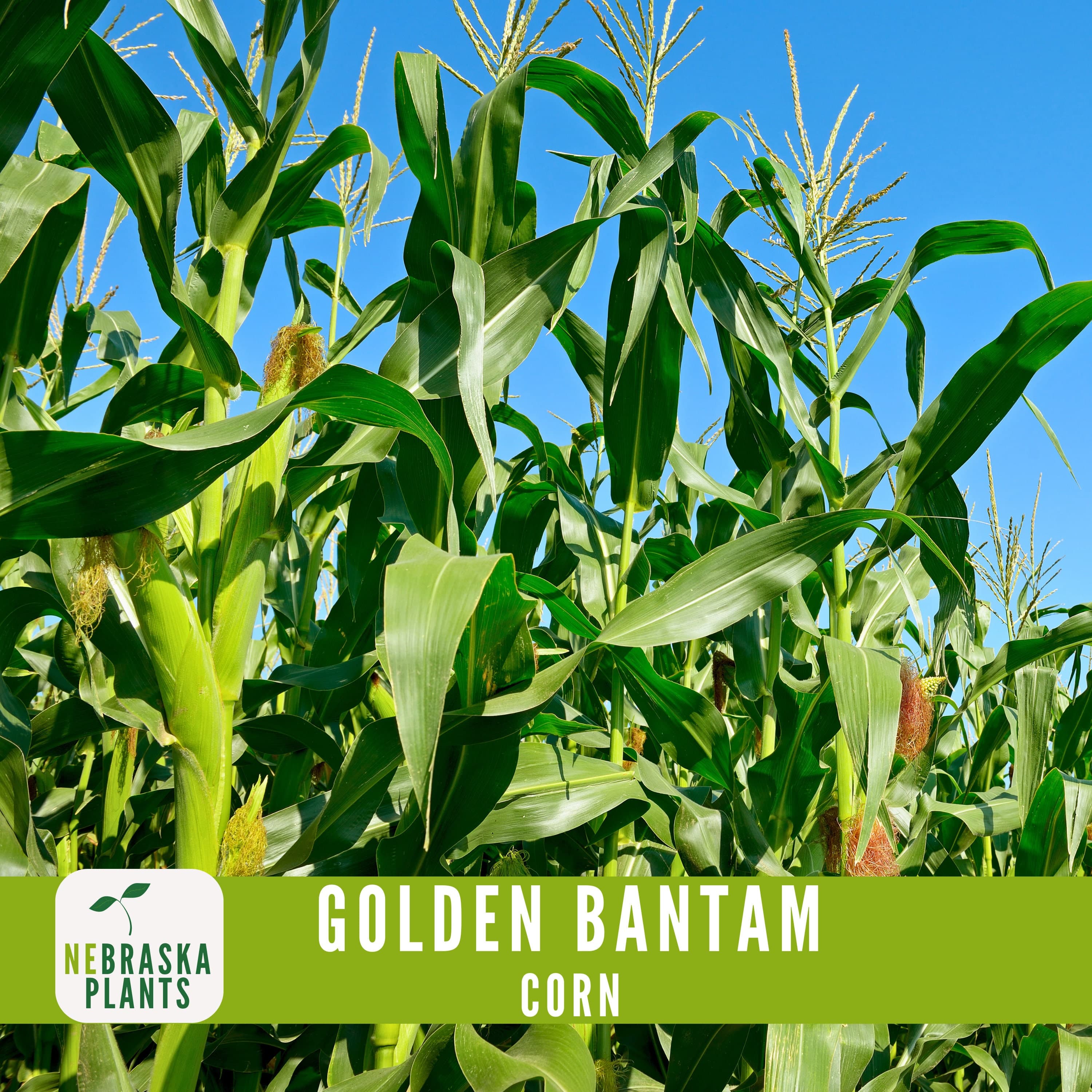 Golden Bantam Corn Seeds - Heirloom Juicy Corn for a Delicious Home Harvest! - image 4