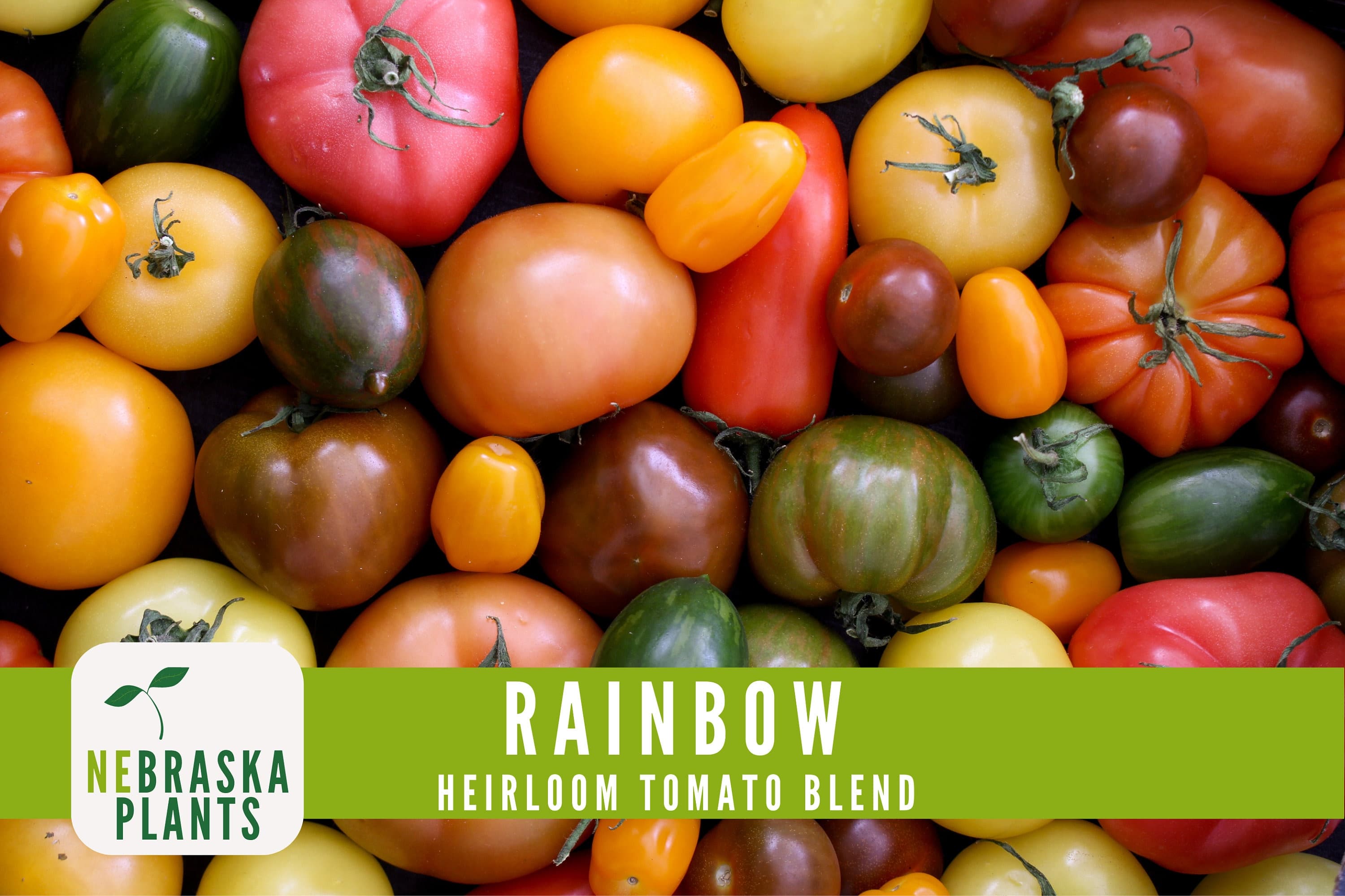 Rainbow Tomato Seeds -  Heirloom Rainbow Tomato Seed Mix - image 5