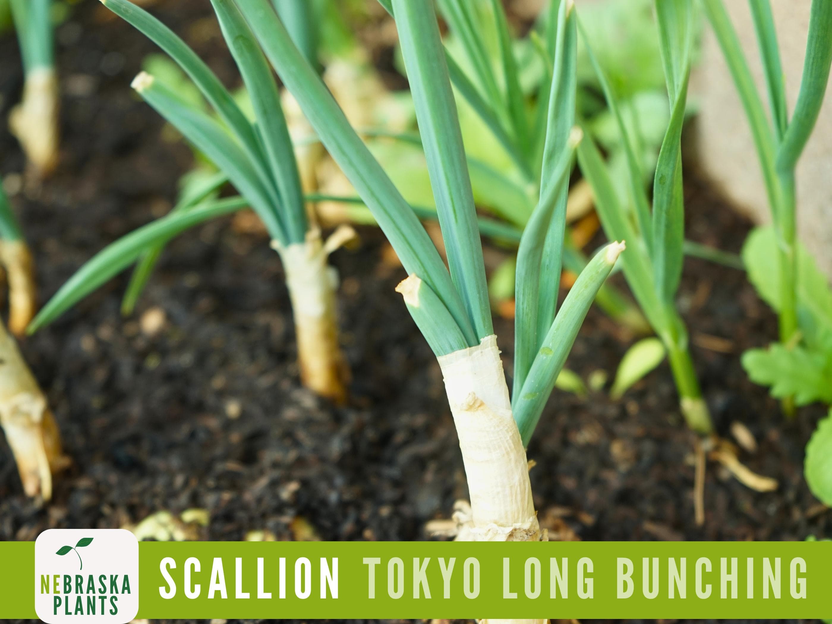 Scallion Seeds - Tokyo Long White Bunching Onion Heirloom Seeds - image 4