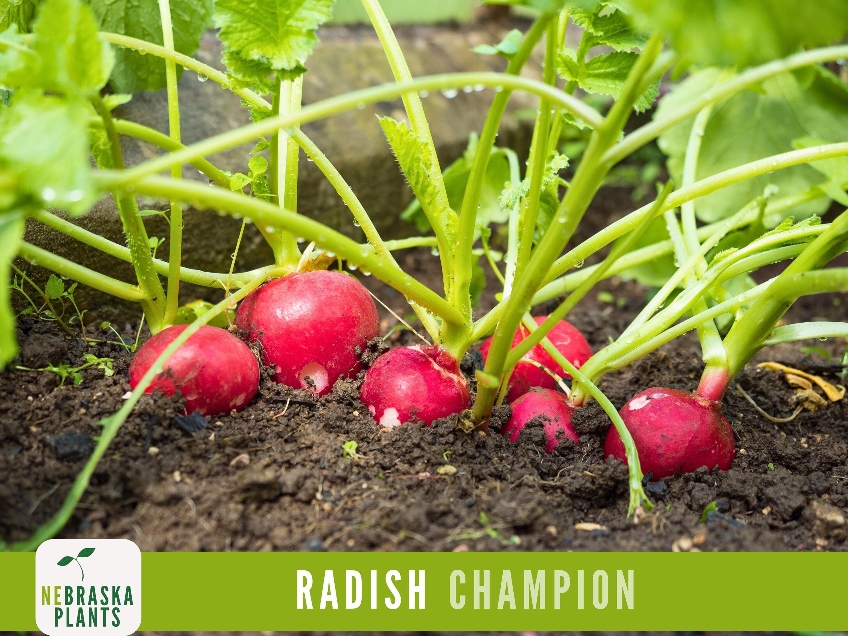 Radish Seeds - Champion Heirloom Radish Seeds