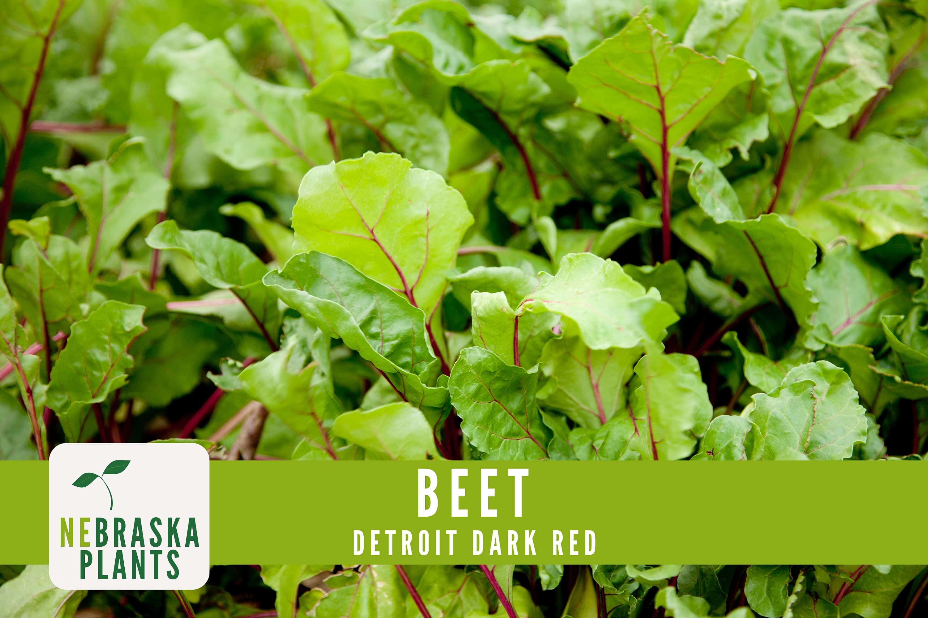 Beet Seeds - Detroit Dark Red - Heirloom Beet Seeds - image 4