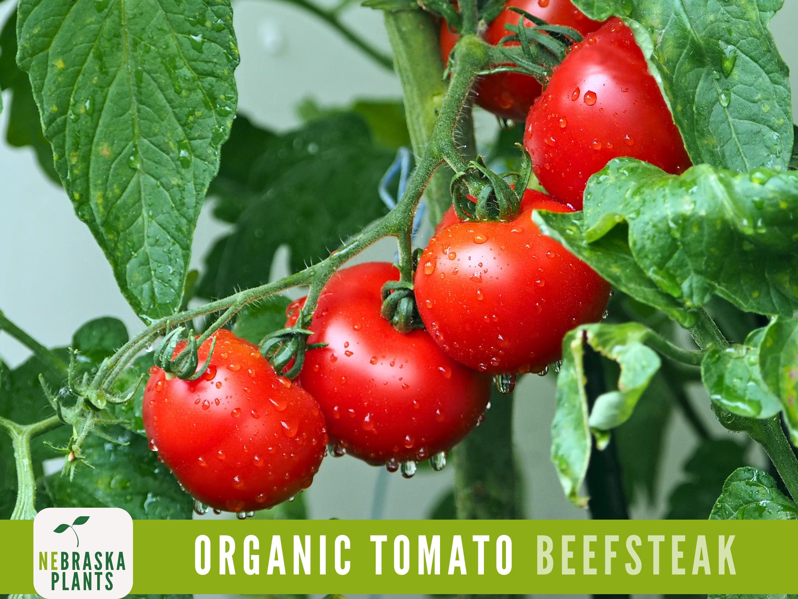 Organic Beefsteak Tomato Seeds - Juicy Heirloom Giants for Home Gardens!