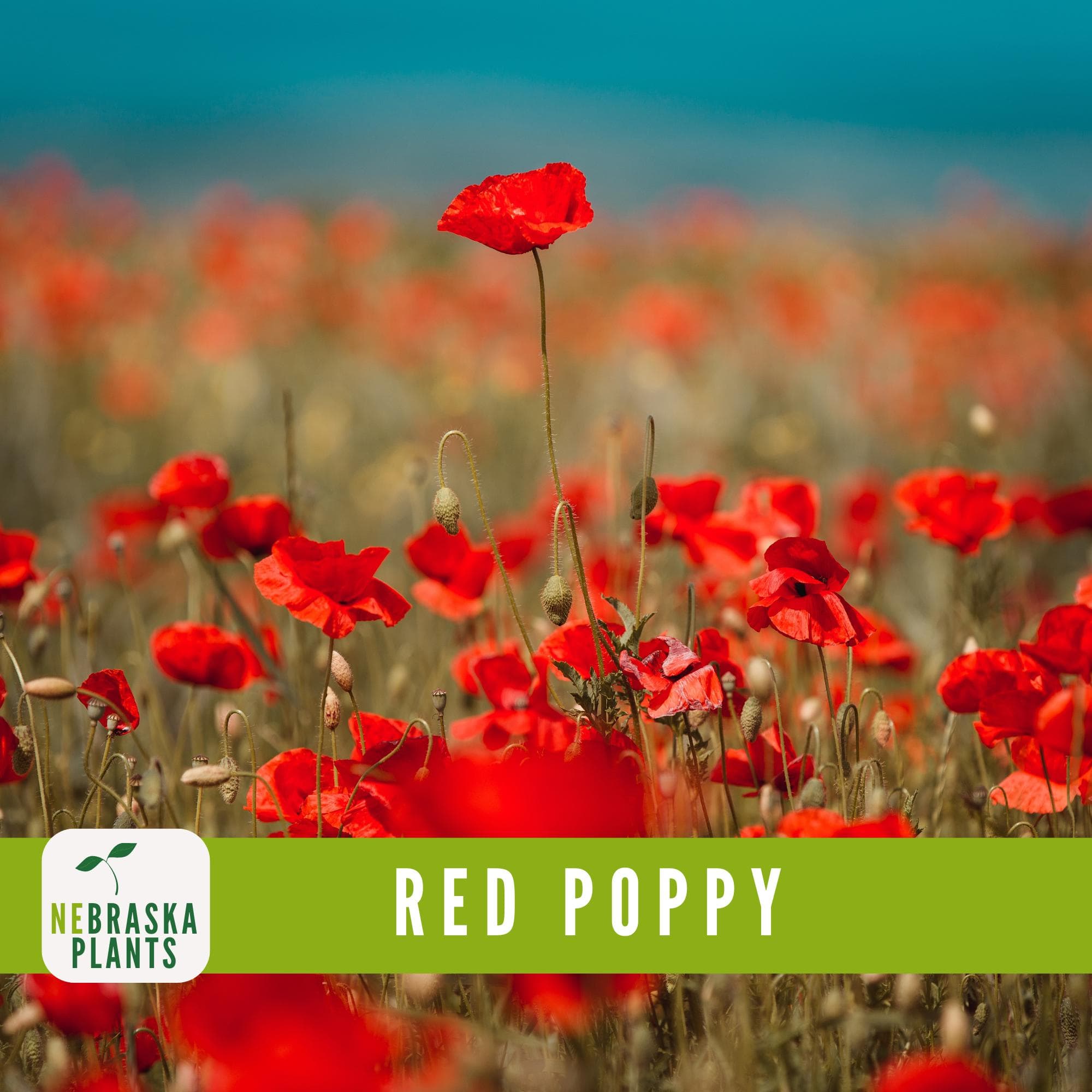 Grow Red Poppies with these seeds for striking, colorful blooms in spring