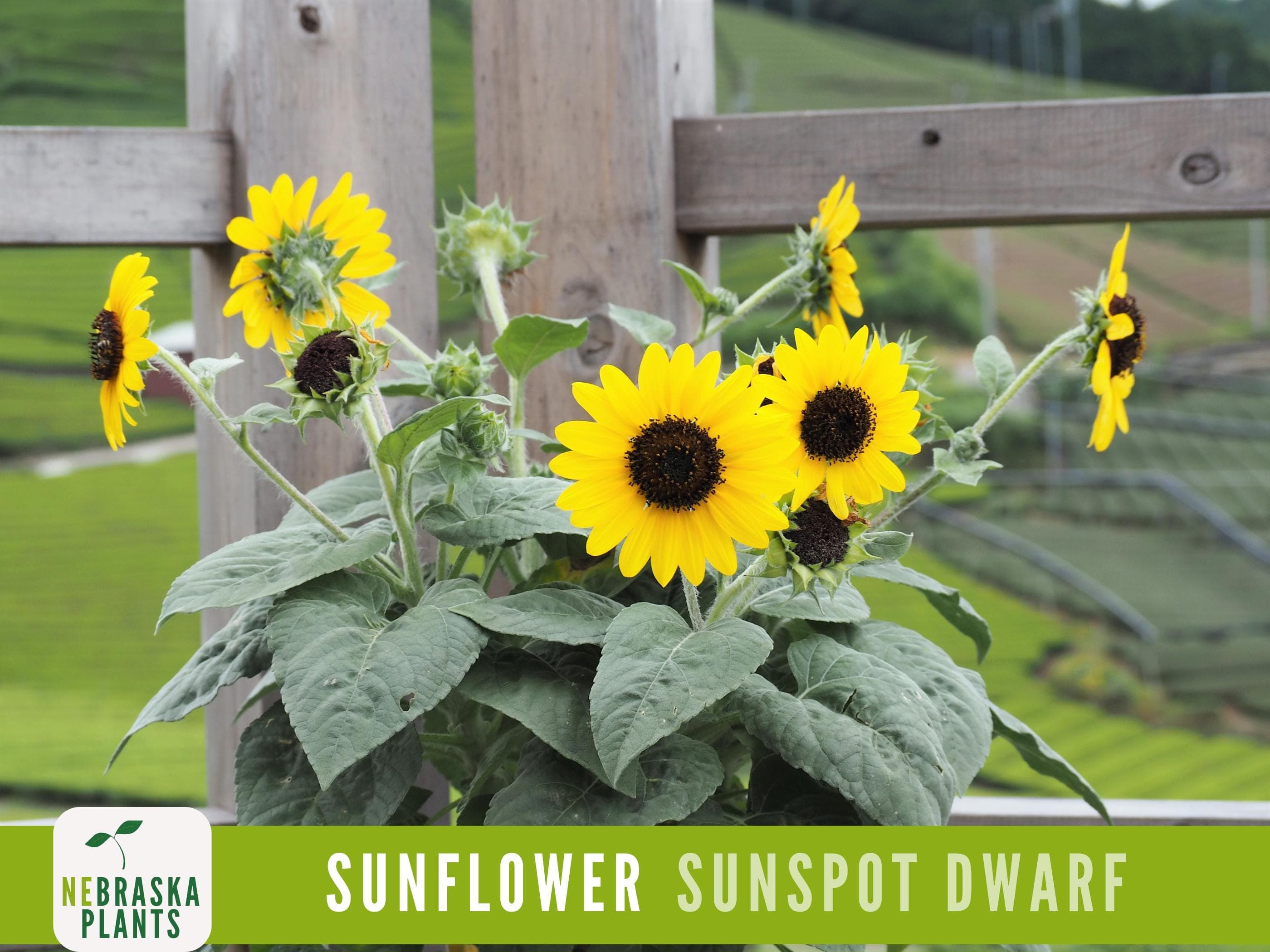 Sunflower Seeds - Sunspot Dwarf Heirloom Sunflower Garden Seeds