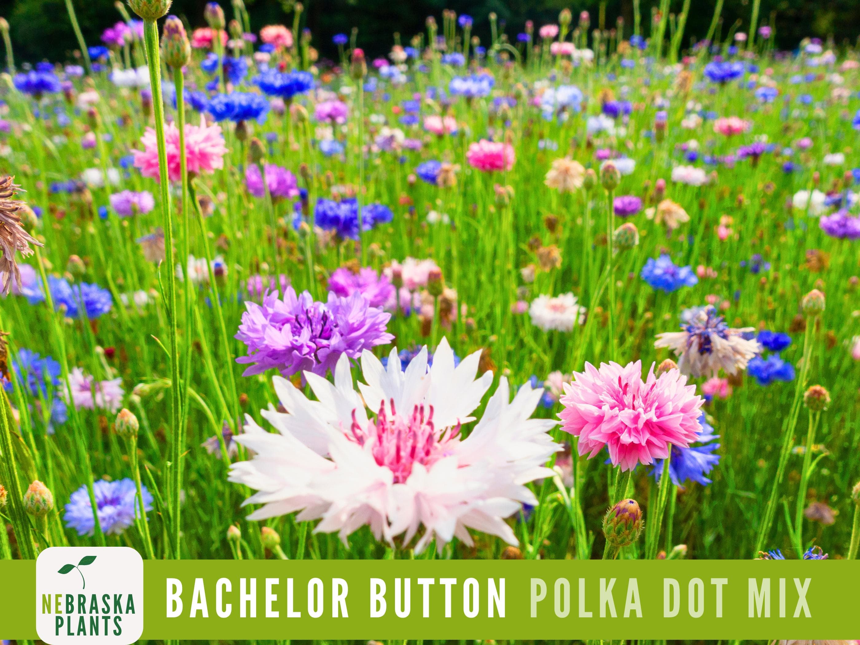 Bachelor button seedlings sprouting in a garden bed, showing early growth stages