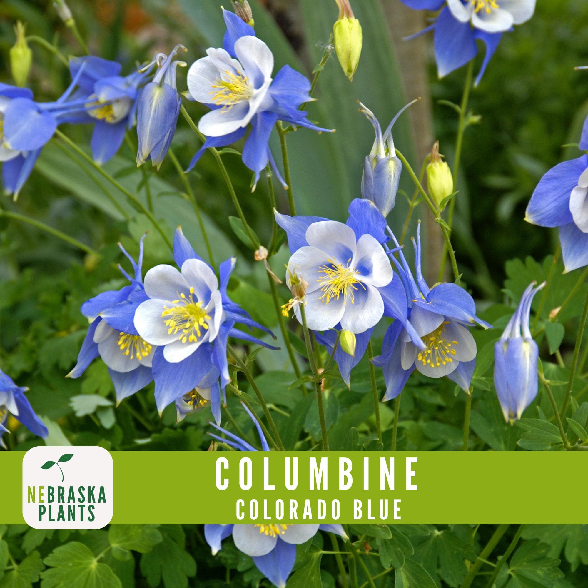 Colorado Blue Columbine seeds for adding a touch of the Rockies to your garden